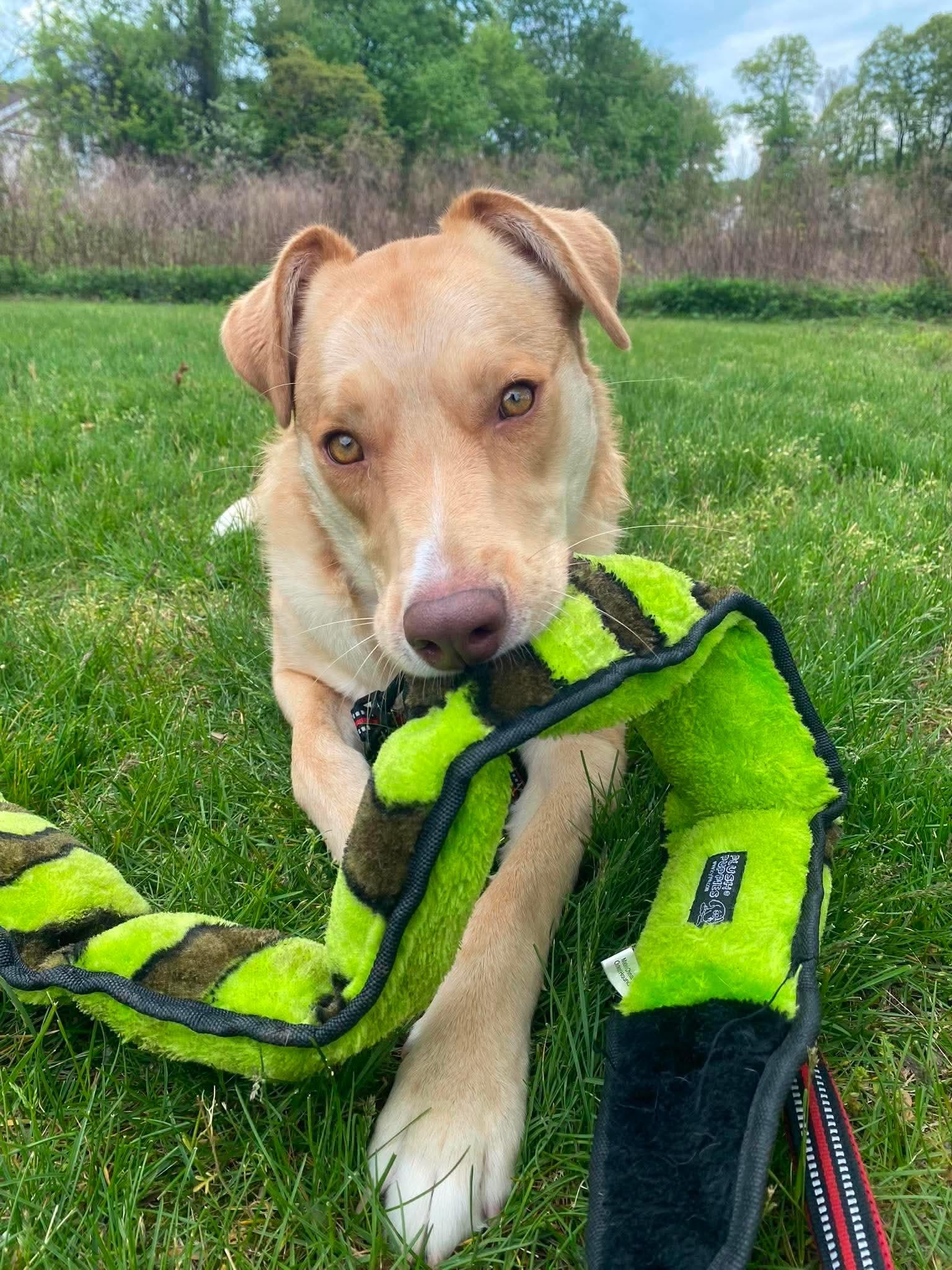 Junie (Foster or Adopter Needed), a Adoptable mixed breed in Westwood, NJ image 6/6