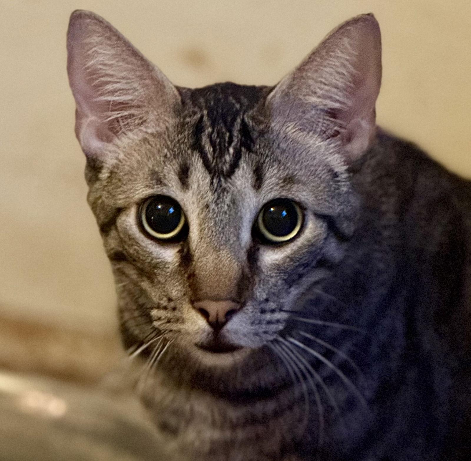 Lady Widdershins (barn cat), Adoptable, Adult Female Domestic Medium Hair.