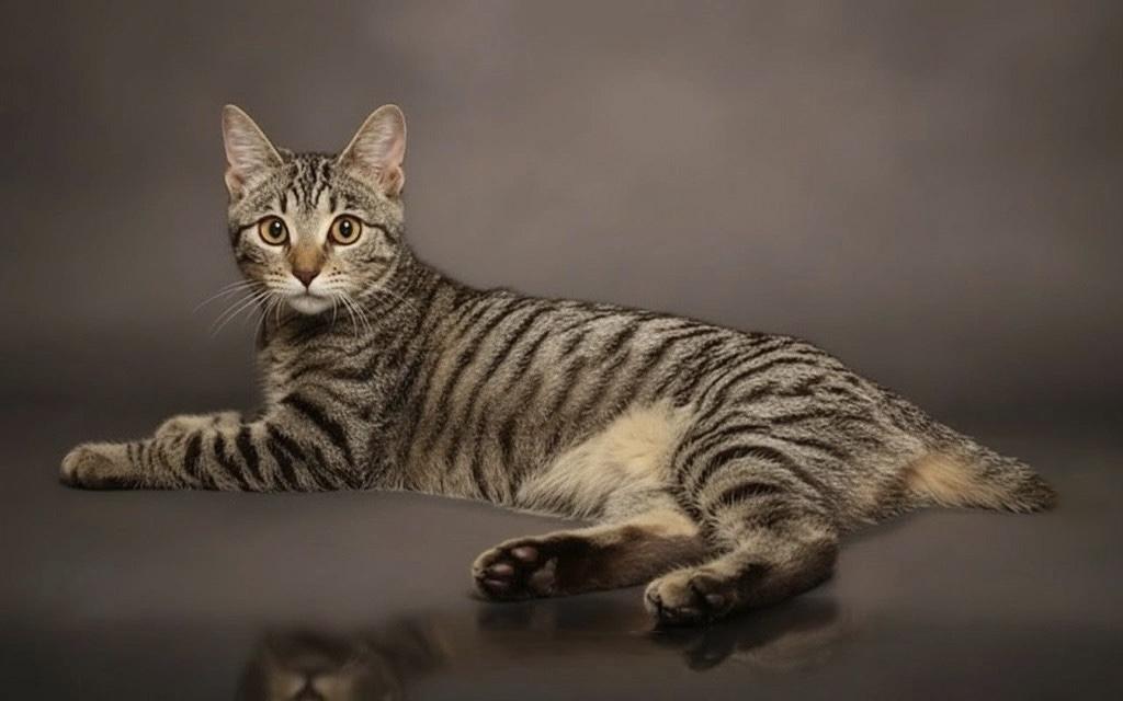 Lydia, ADOPTABLE, Kitten Female Domestic Short Hair.