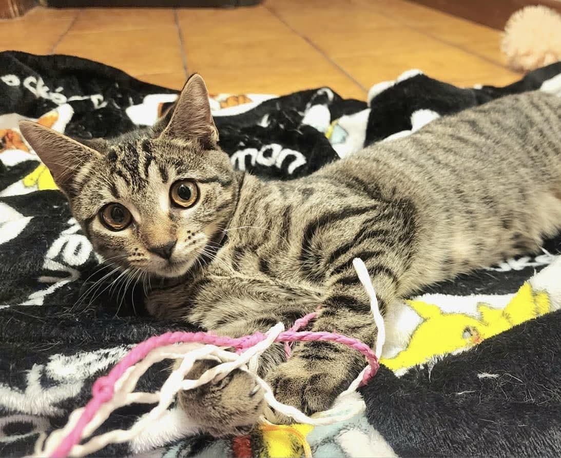 Enlarge Lydia, a ADOPTABLE Domestic Short Hair in Warwick, RI image 3/3