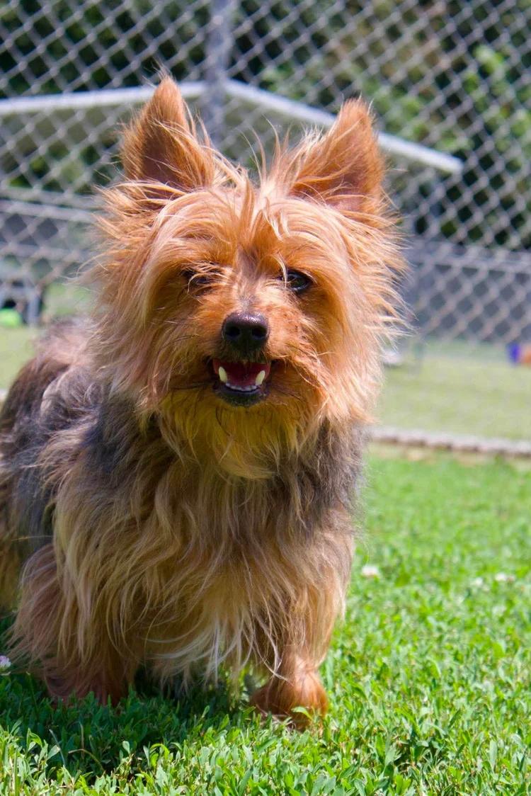 Enlarge Charlie, a Adoptable Silky Terrier in Godfrey, IL image 5/6