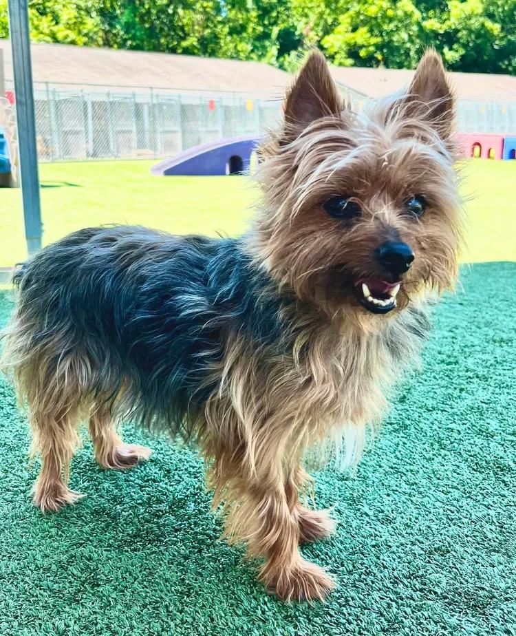 Enlarge Charlie, a Adoptable Silky Terrier in Godfrey, IL image 6/6