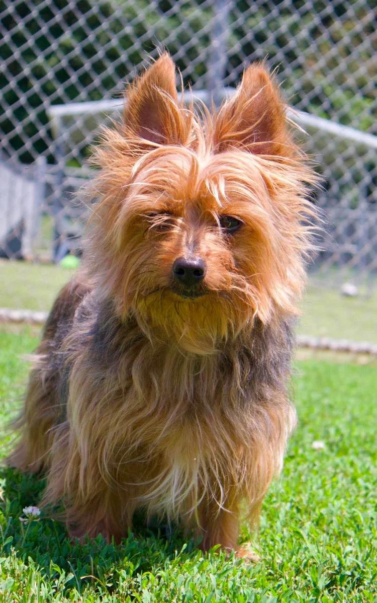Charlie, Adoptable, Adult Male Silky Terrier.