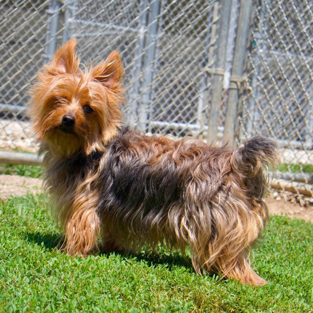 Enlarge Charlie, a Adoptable Silky Terrier in Godfrey, IL image 2/6