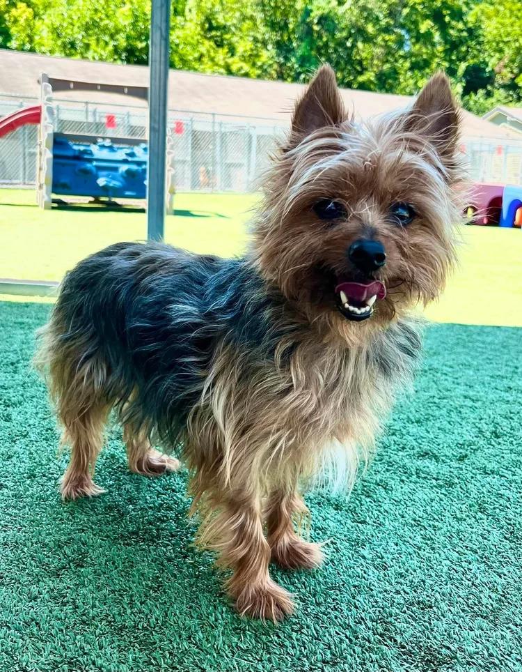 Enlarge Charlie, a Adoptable Silky Terrier in Godfrey, IL image 4/6