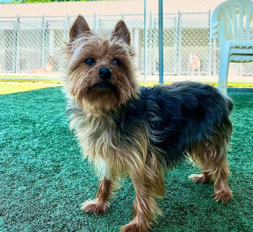 Enlarge Charlie, a Adoptable Silky Terrier in Godfrey, IL image 3/6