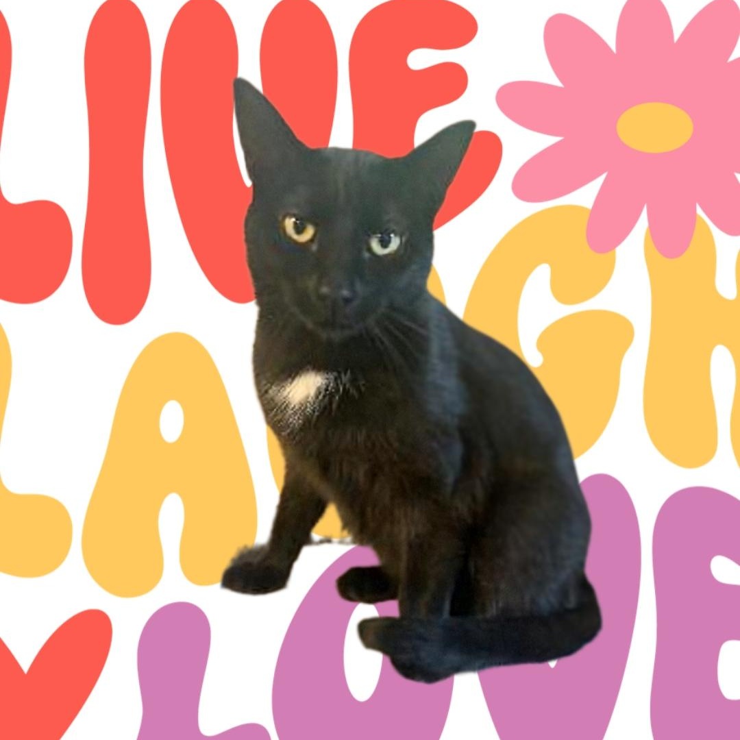 MEET MINNIE...I WOULD LOVE A FAMILY...WILL IT BE YOU? YOUNG SWEET GIRL . 1 YR ?