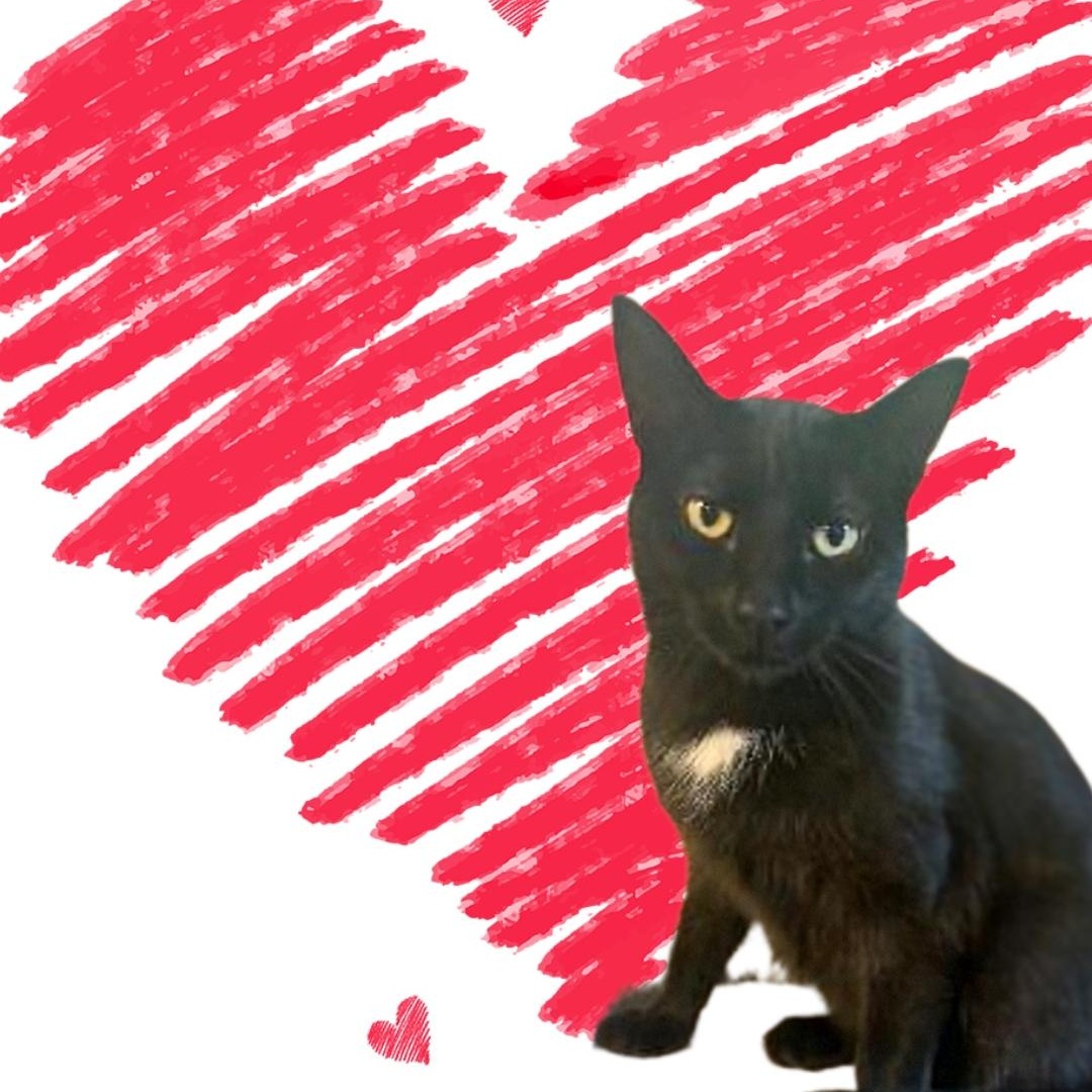 MEET MINNIE...I WOULD LOVE A FAMILY...WILL IT BE YOU? YOUNG SWEET GIRL . 1 YR ?