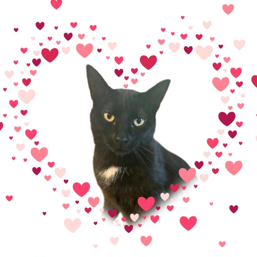 MEET MINNIE...I WOULD LOVE A FAMILY...WILL IT BE YOU? YOUNG SWEET GIRL . 1 YR ?