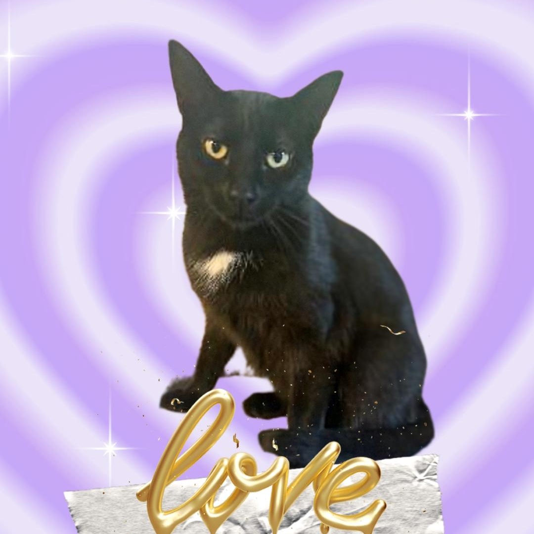 MEET MINNIE...I WOULD LOVE A FAMILY...WILL IT BE YOU? YOUNG SWEET GIRL . 1 YR ?