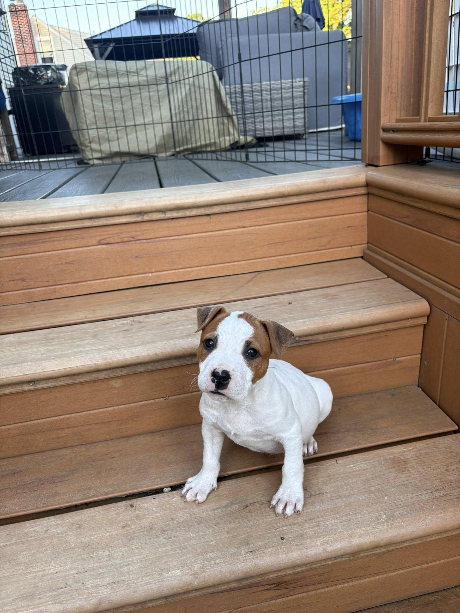 Rubble, Adoptable, Puppy Male Terrier.