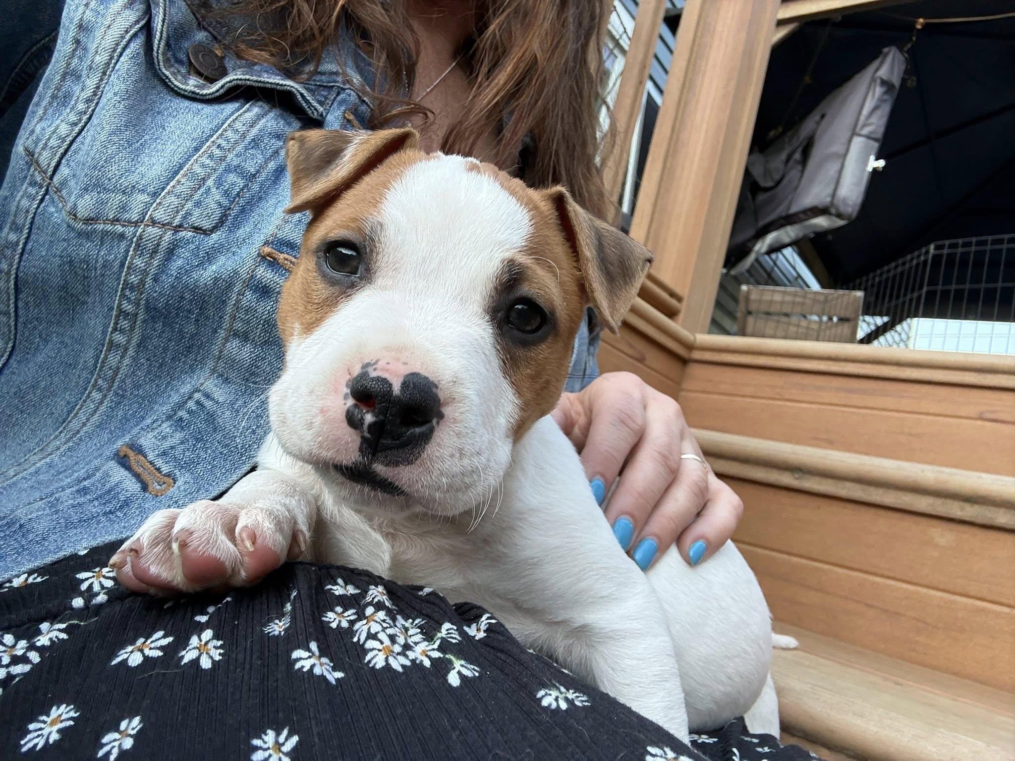 Rubble, a Adoptable mixed breed in Berlin, NJ image 2/3