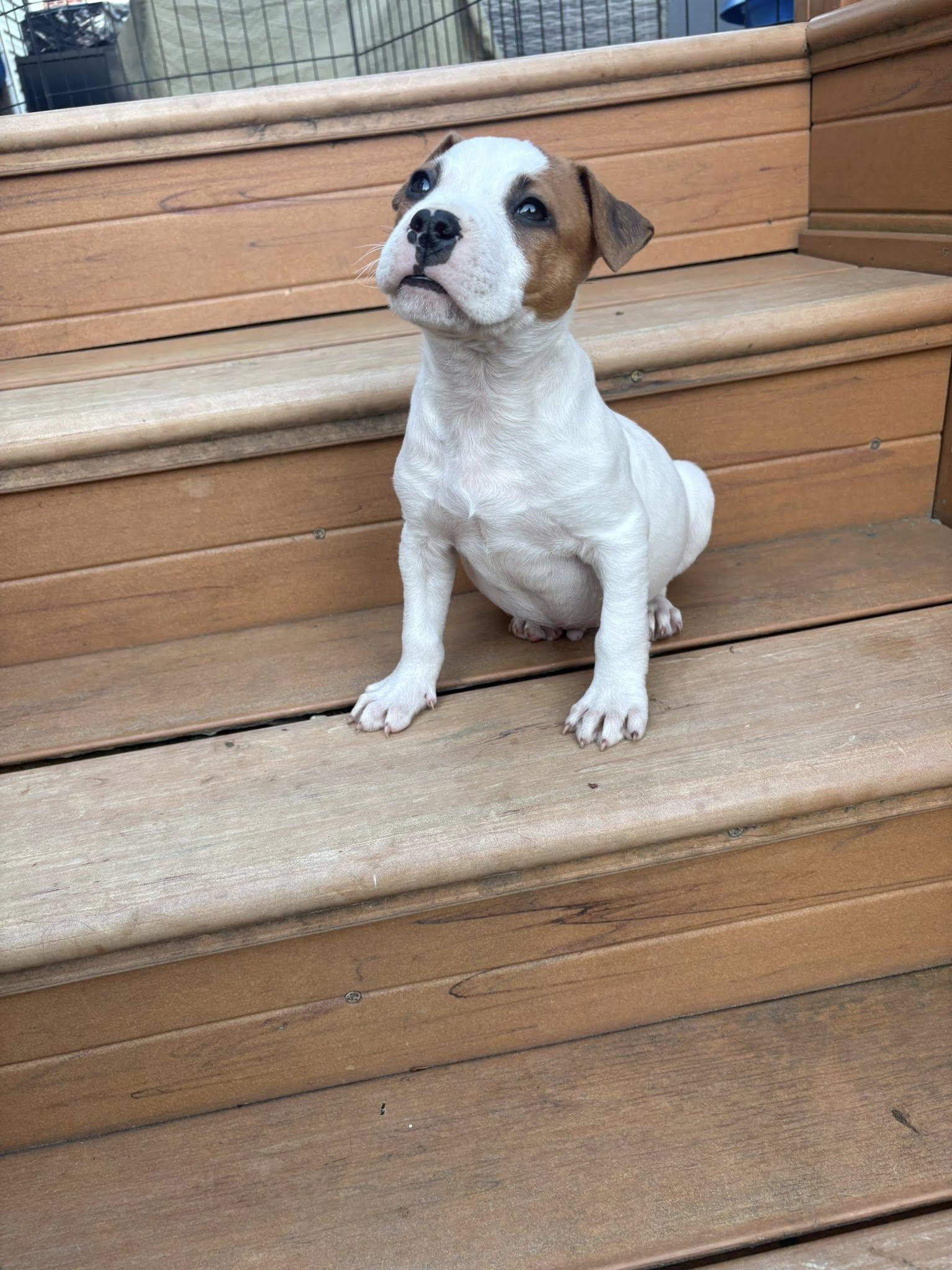 Rubble, a Adoptable mixed breed in Berlin, NJ image 3/3