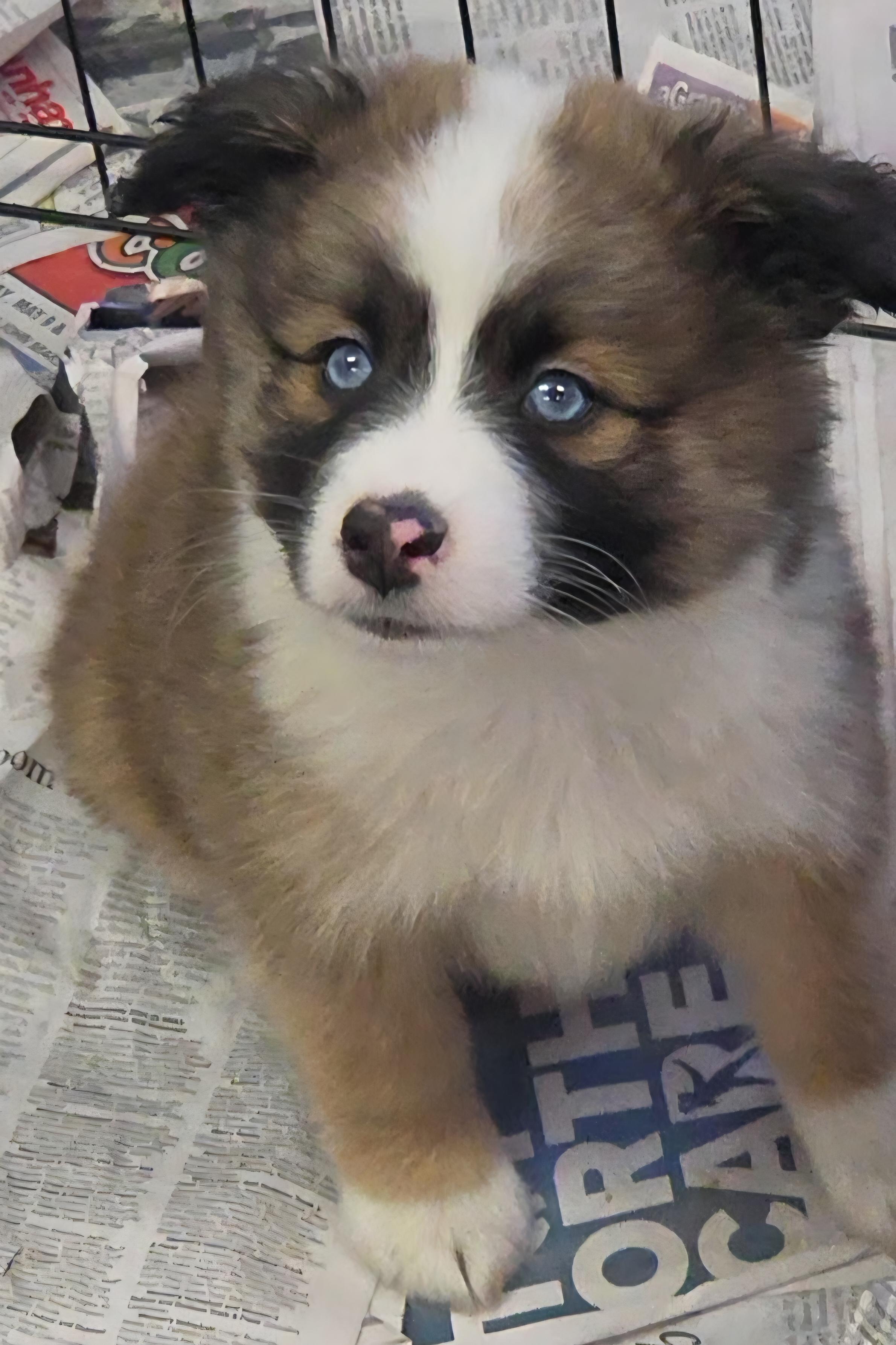 SoDi, a ADOPTABLE mixed breed in LaGrange, IN image 5/6