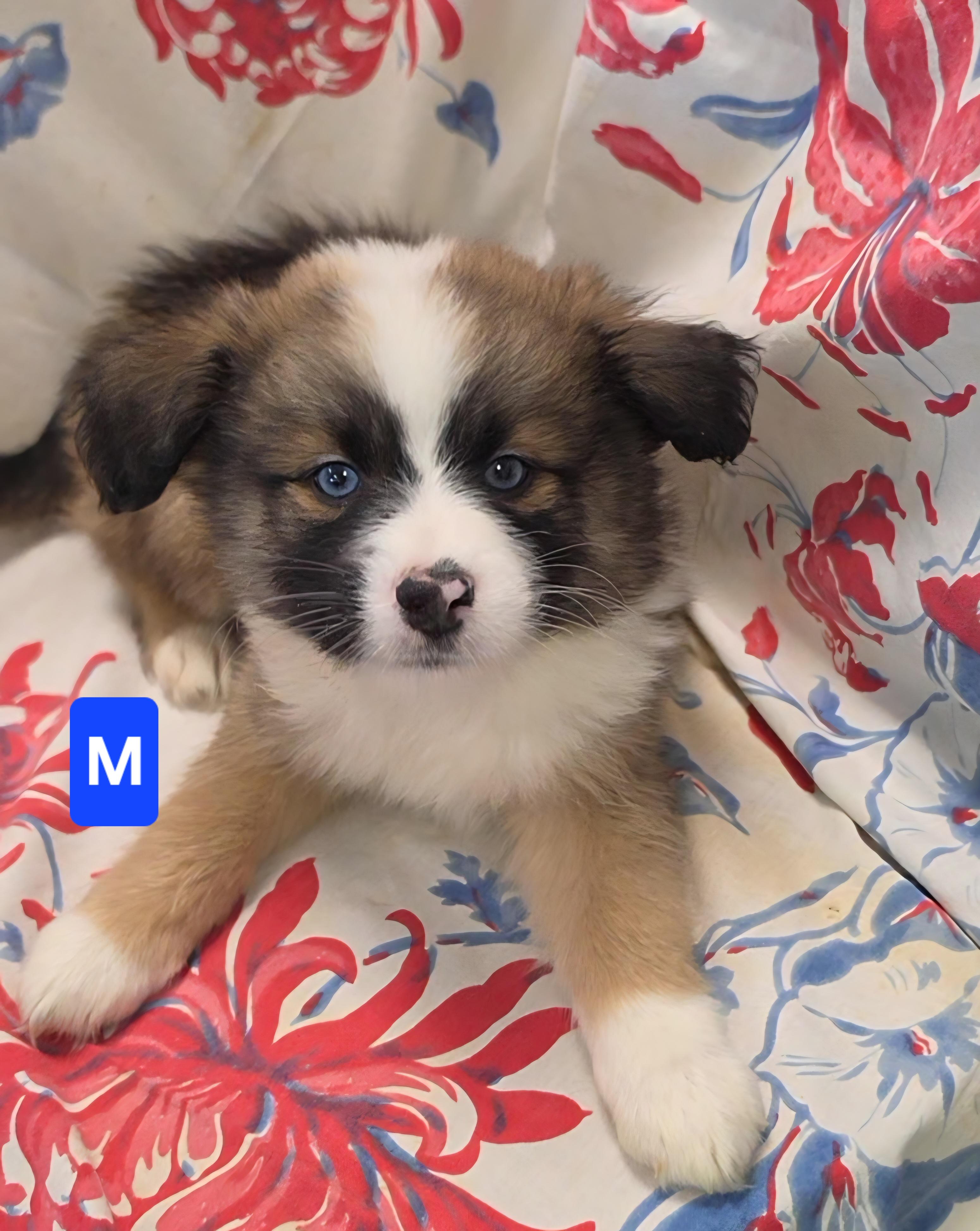 SoDi, a ADOPTABLE mixed breed in LaGrange, IN image 4/6