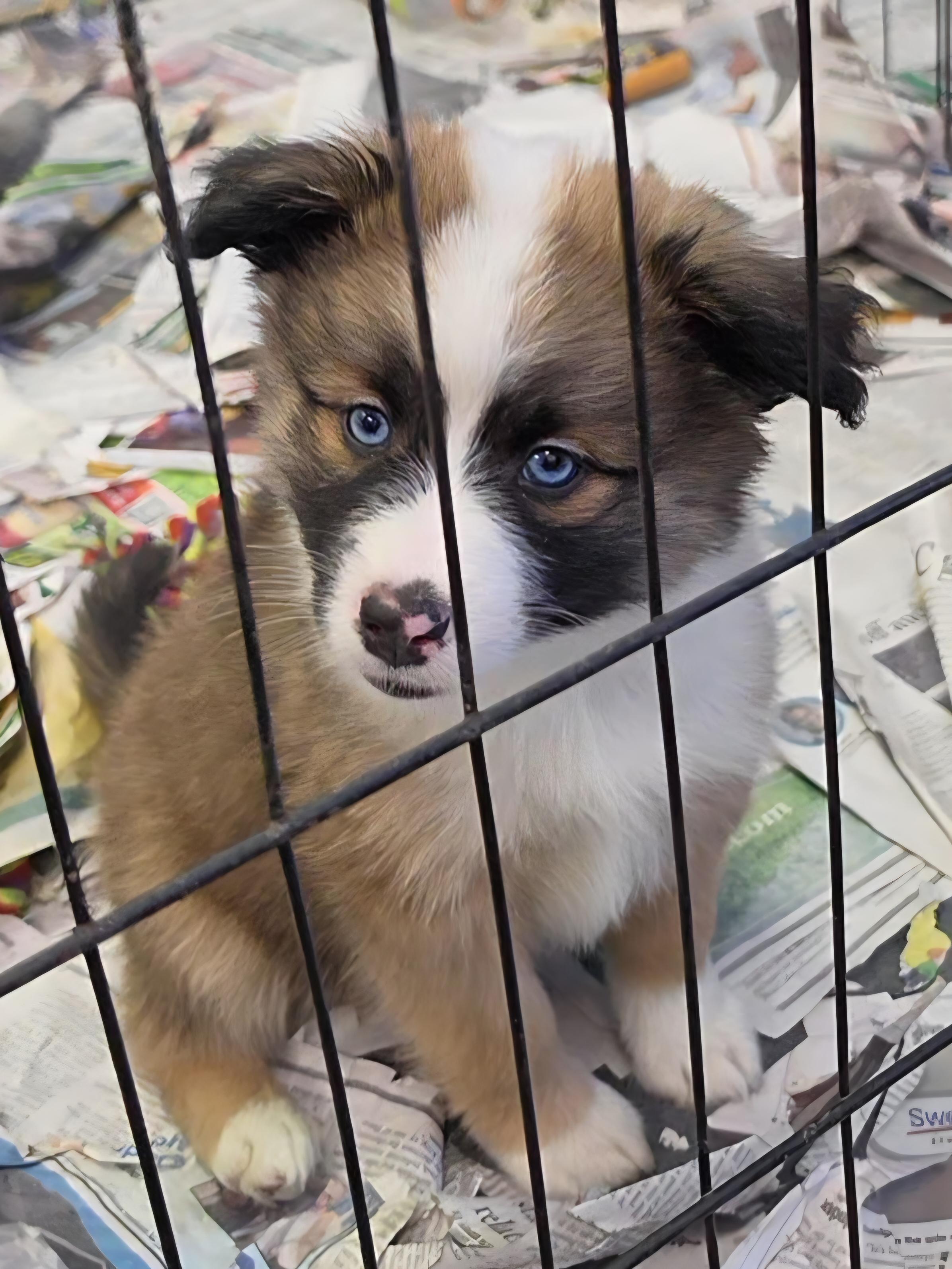SoDi, a ADOPTABLE mixed breed in LaGrange, IN image 3/6