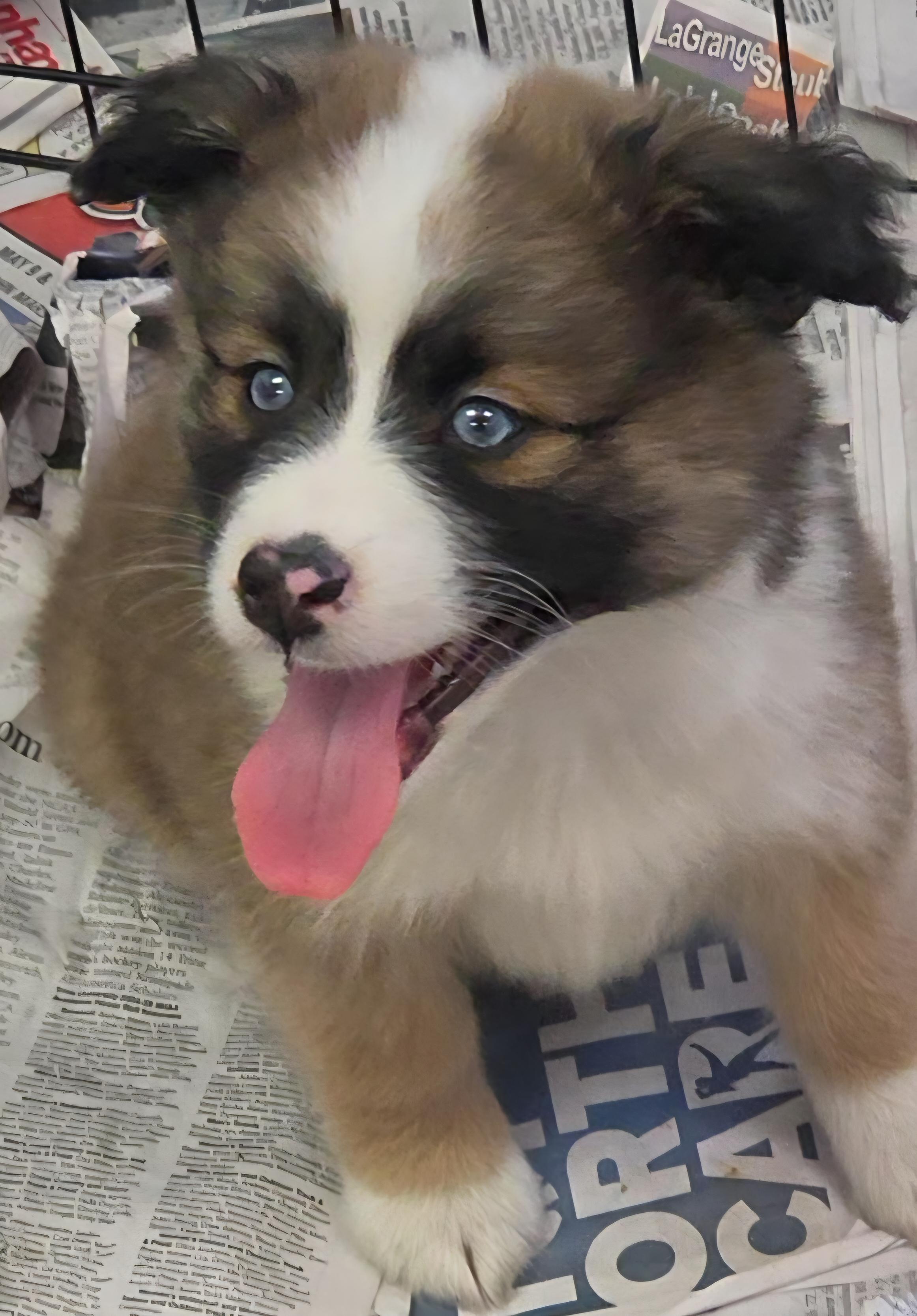 SoDi, a ADOPTABLE mixed breed in LaGrange, IN image 1/6