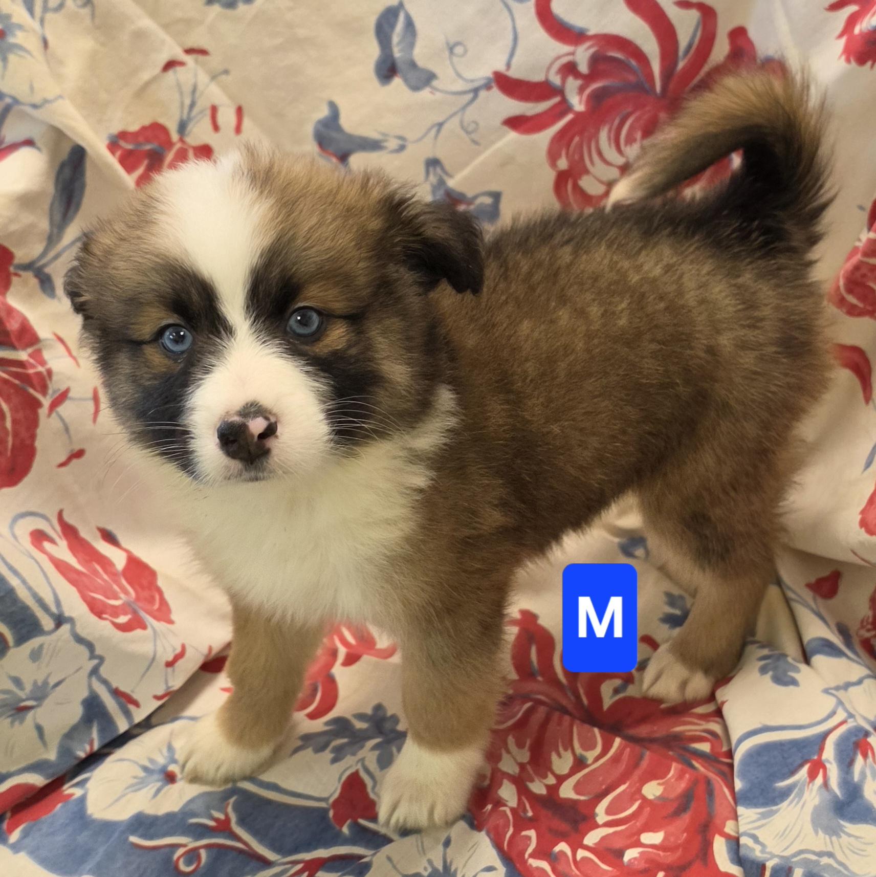 SoDi, a ADOPTABLE mixed breed in LaGrange, IN image 6/6
