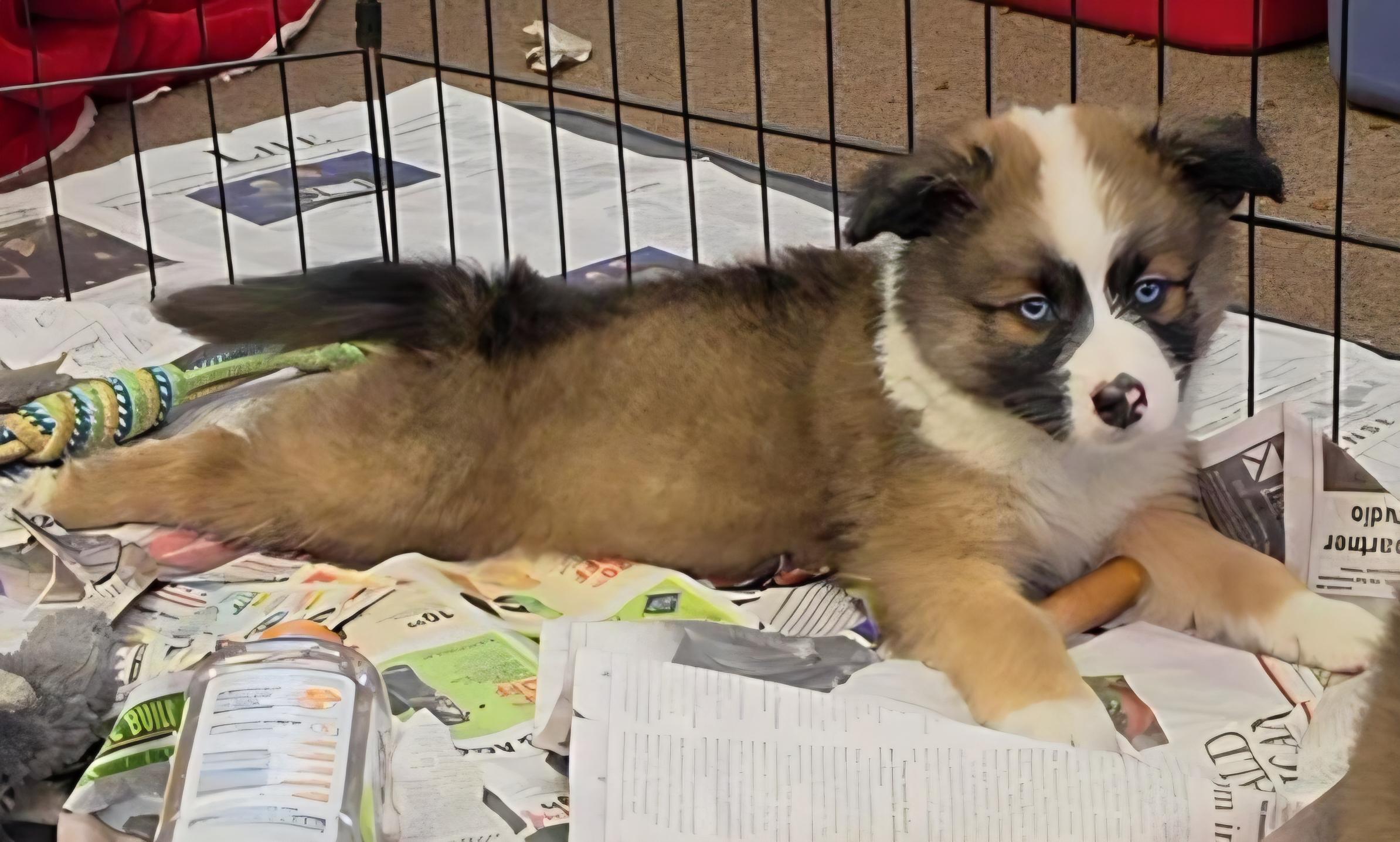 SoDi, a ADOPTABLE mixed breed in LaGrange, IN image 2/6