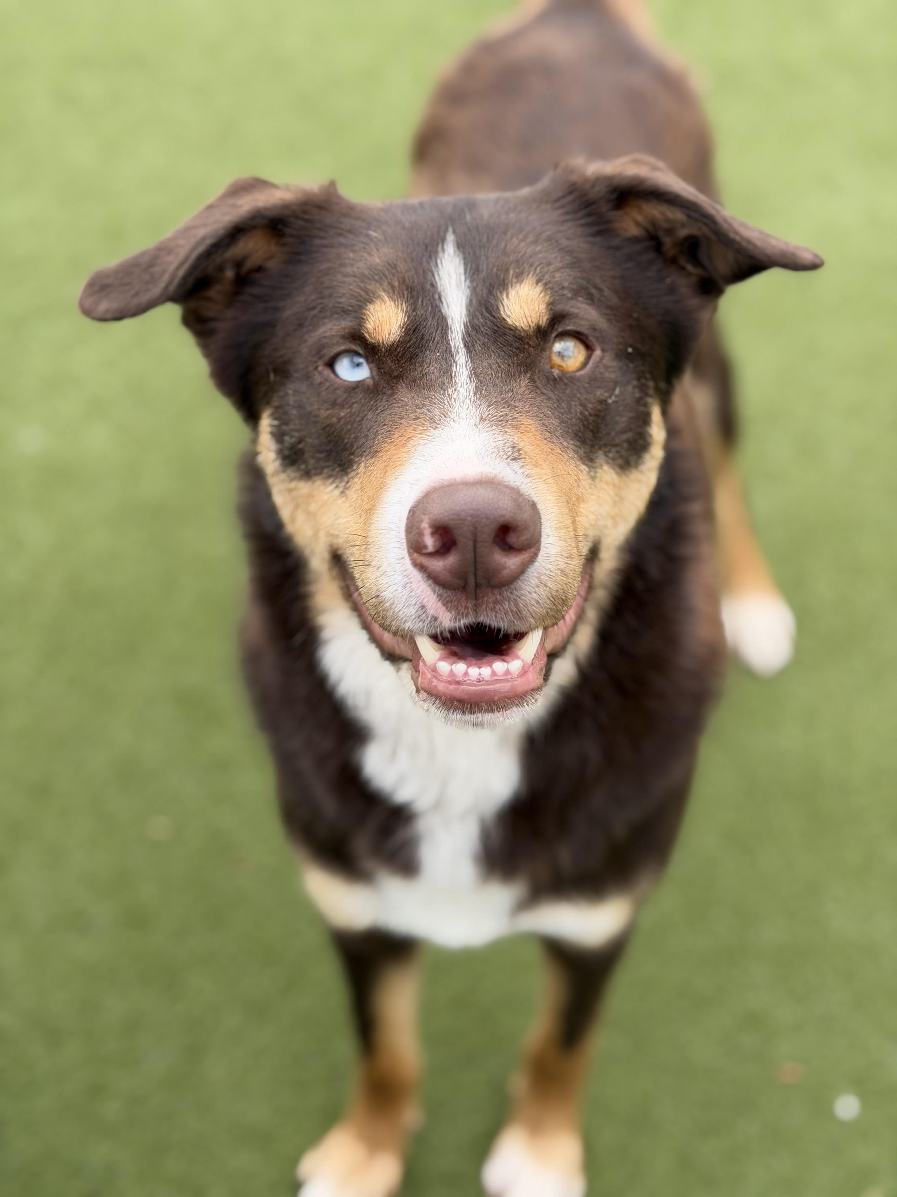 Chase, ADOPTABLE, Young Male Husky & Catahoula Leopard Dog.