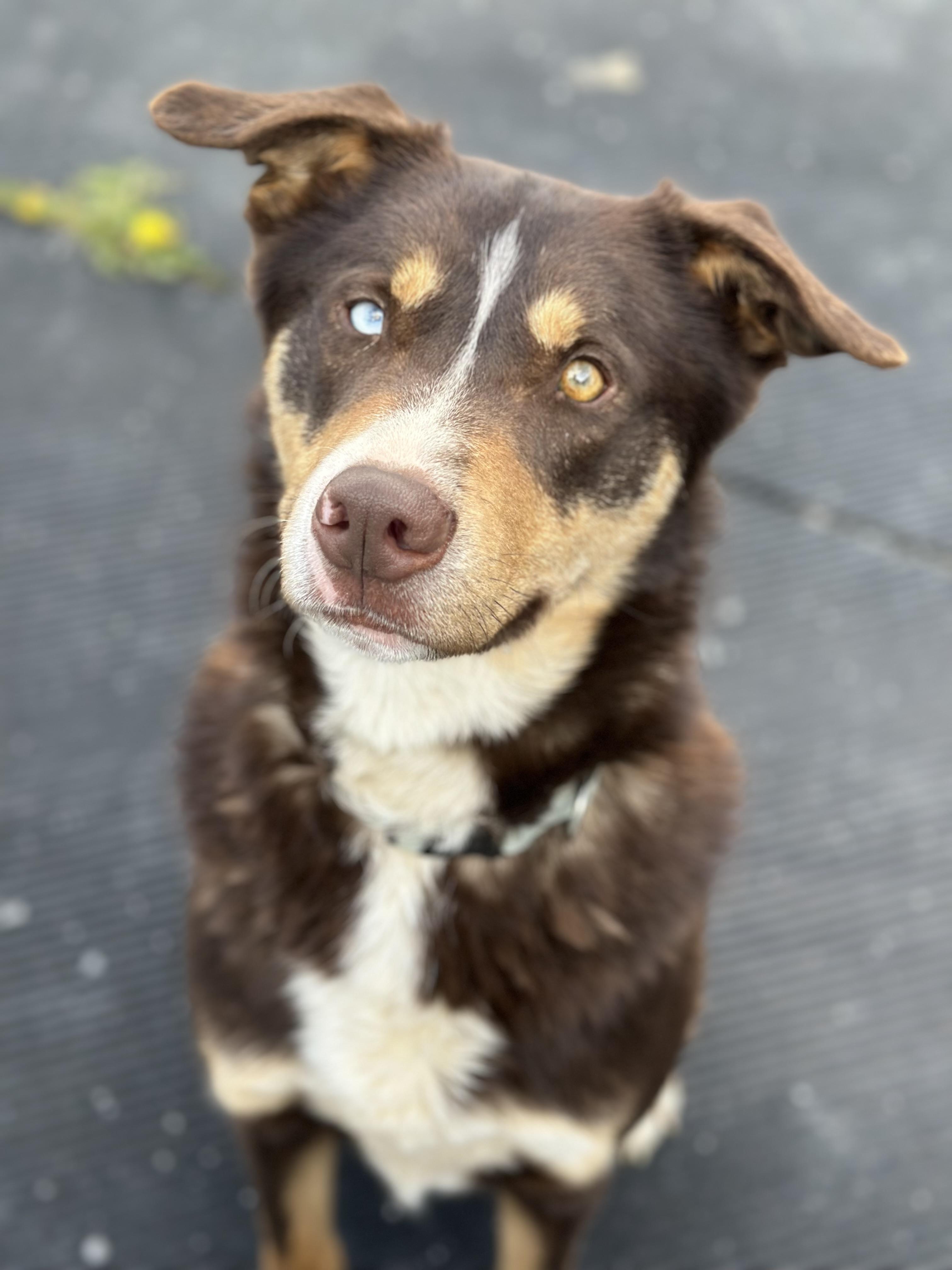 Chase, a ADOPTABLE mixed breed in Seneca Falls, NY image 2/4