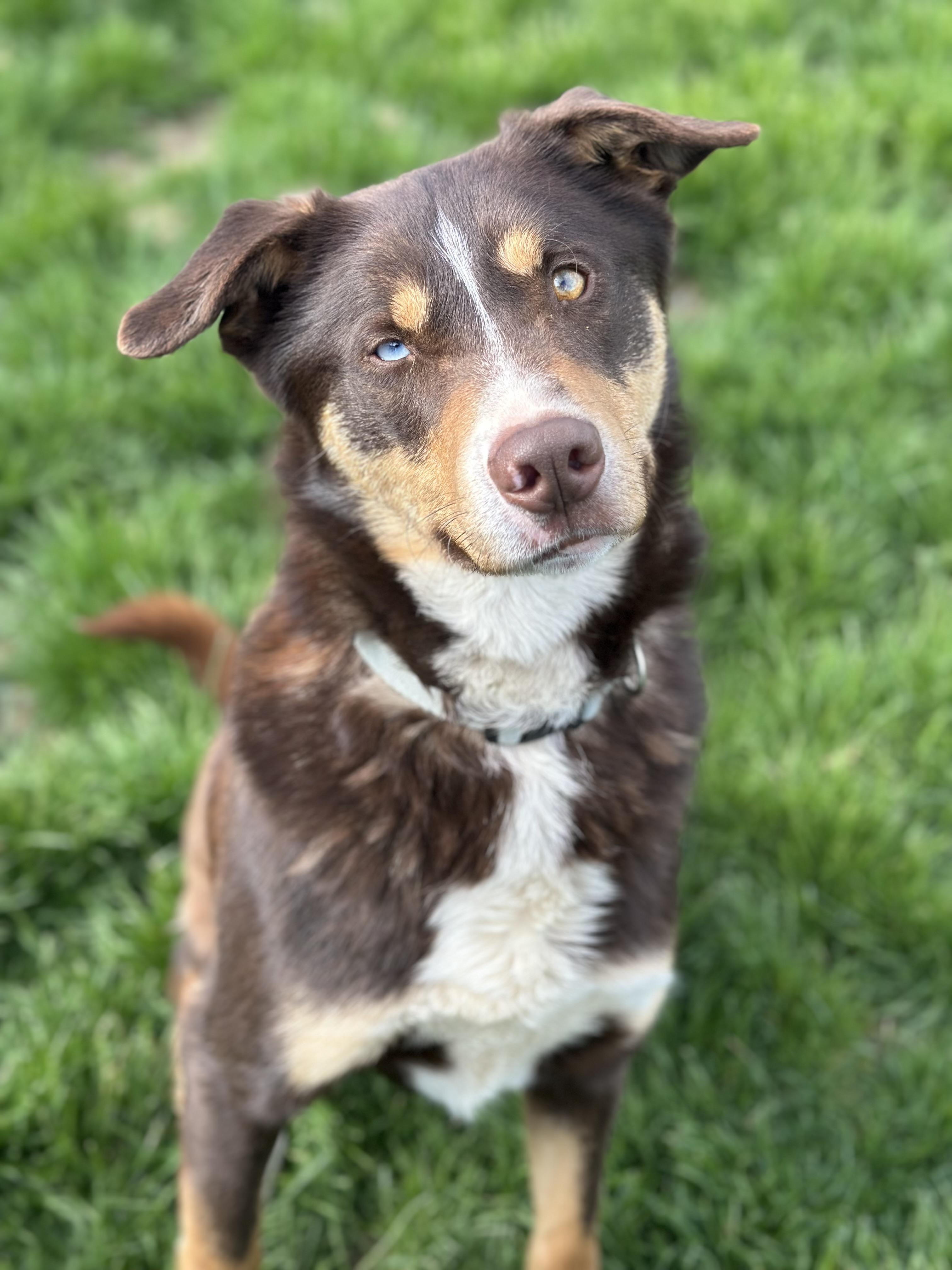 Chase, a ADOPTABLE mixed breed in Seneca Falls, NY image 4/4