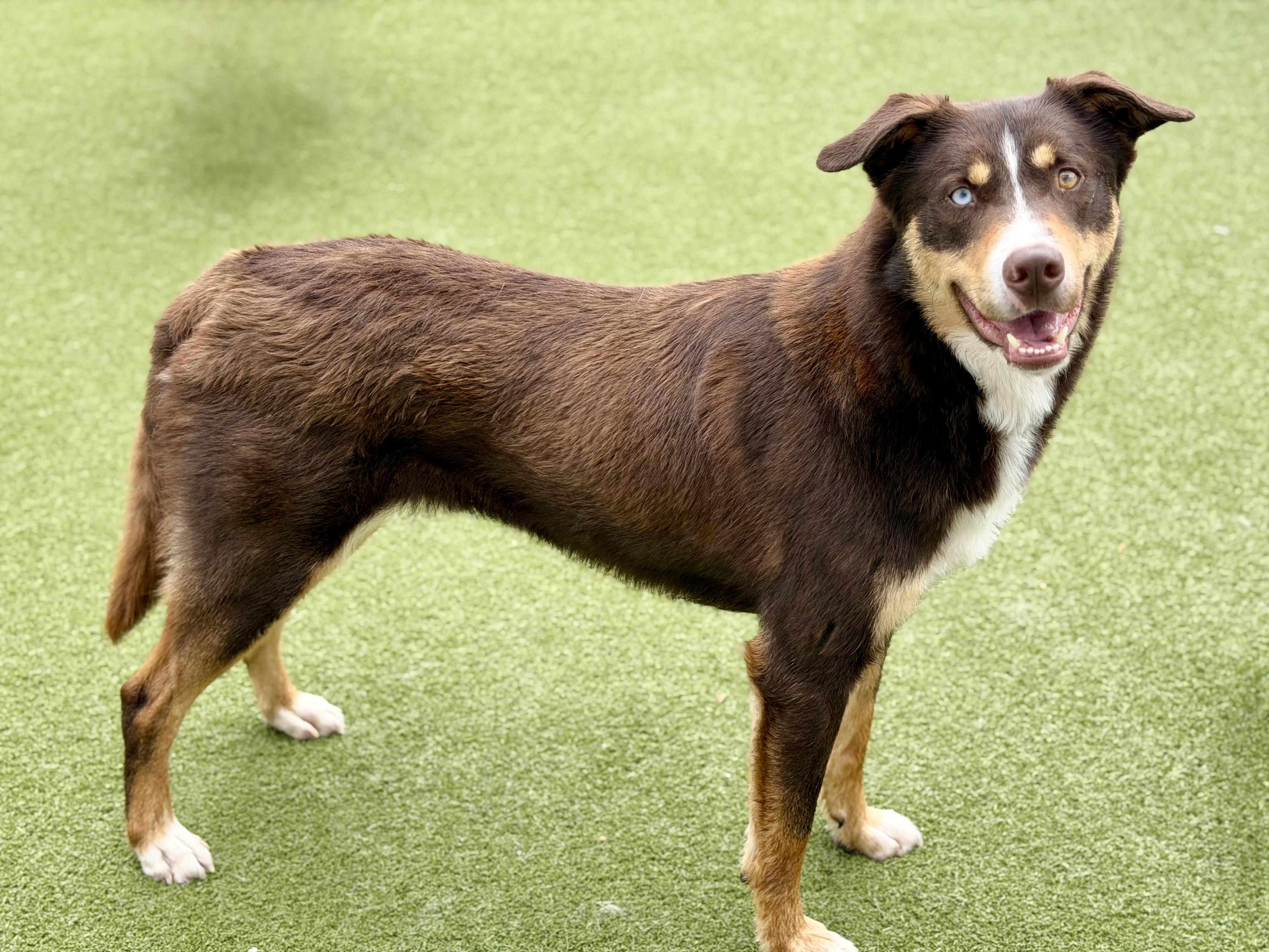 Chase, a ADOPTABLE mixed breed in Seneca Falls, NY image 3/4