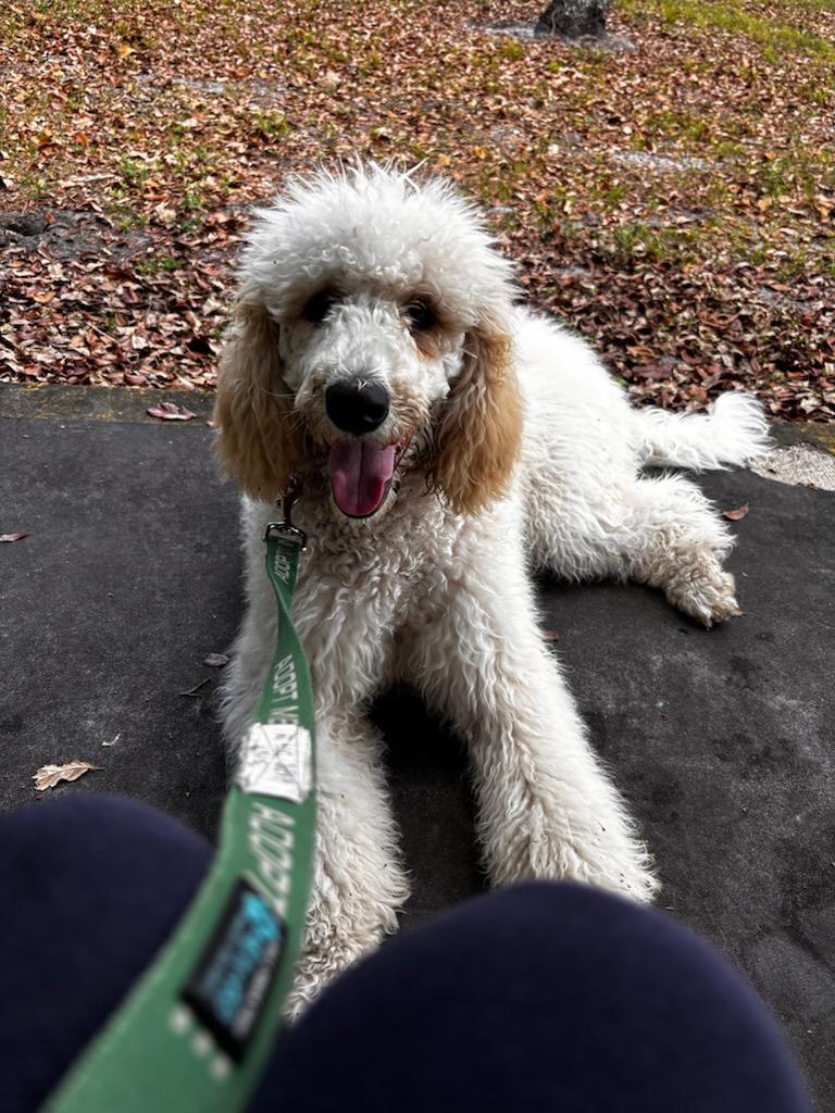 Enlarge Shania - TRAINED PUPPY , an adopted Standard Poodle in Miami, FL image 3/4