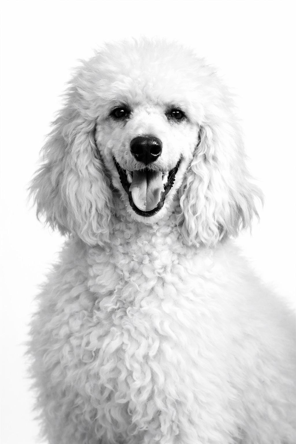 Shania - TRAINED PUPPY , ADOPTABLE, Puppy Female Standard Poodle.