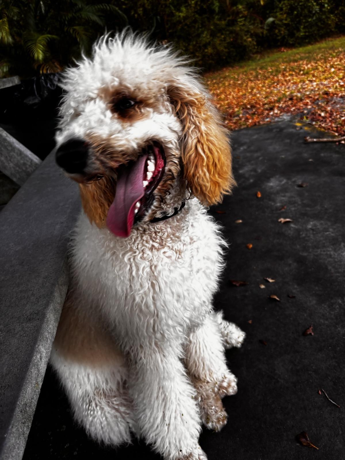 Shania - TRAINED PUPPY , adopted, Puppy Female Standard Poodle.