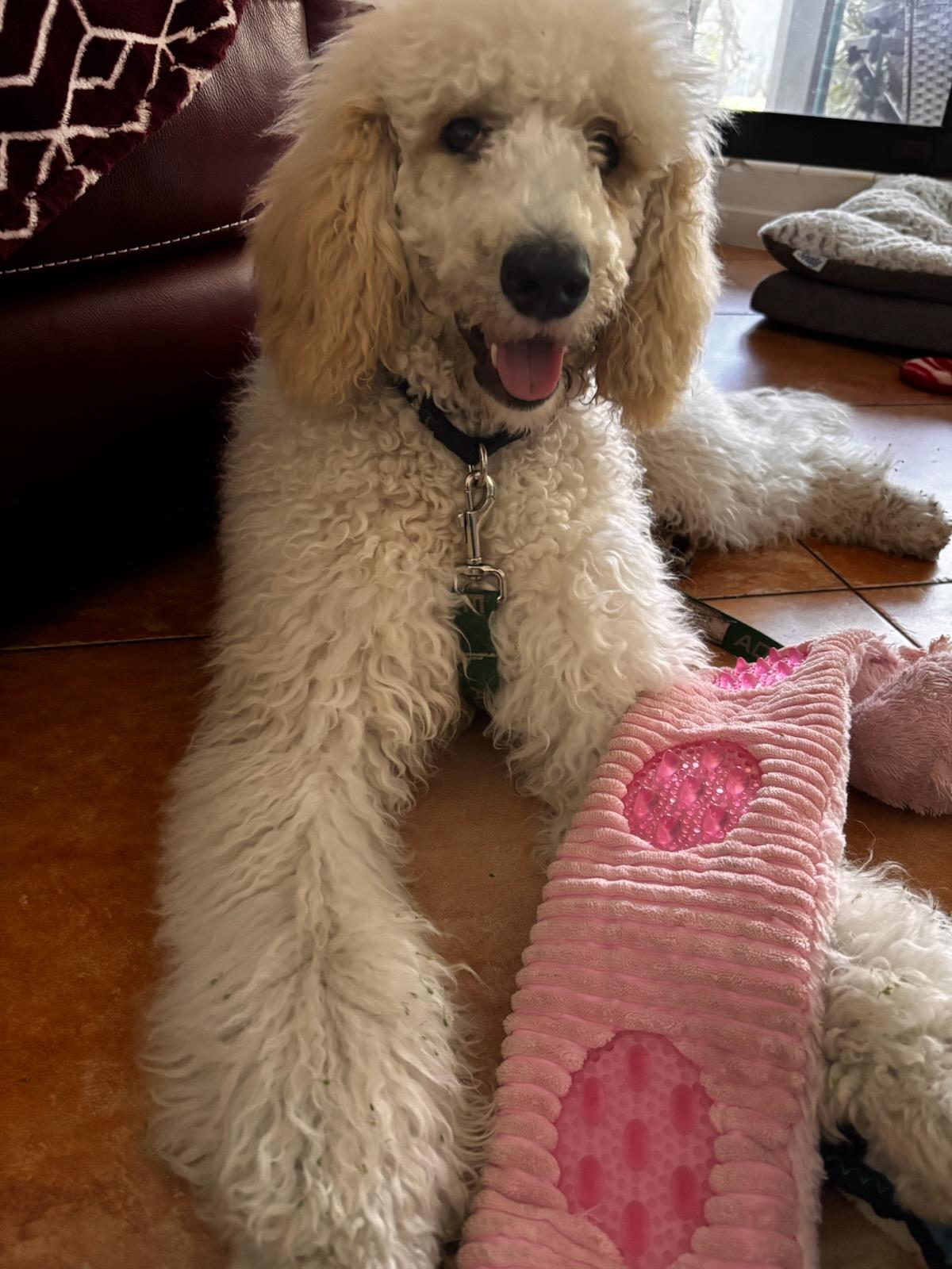 Enlarge Shania - TRAINED PUPPY , an adopted Standard Poodle in Miami, FL image 2/4