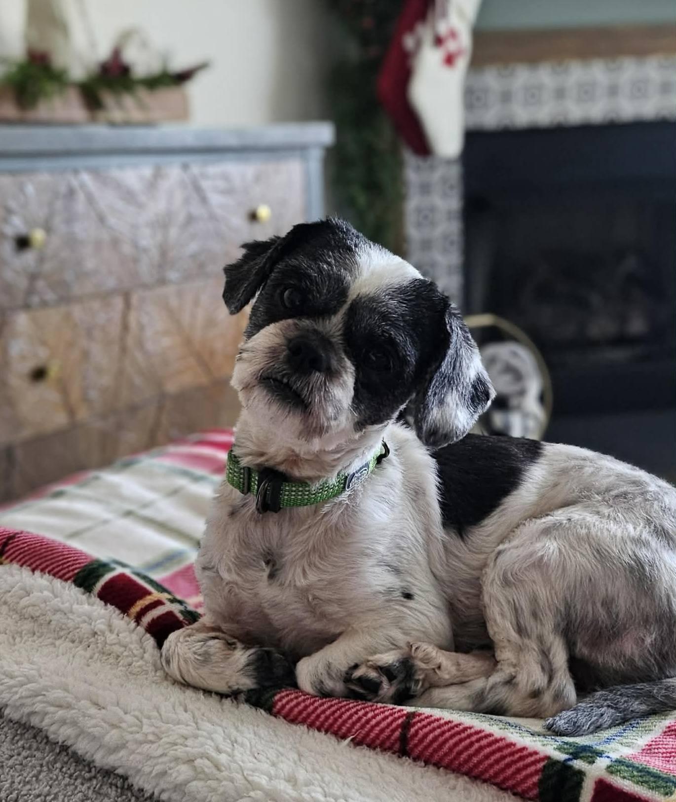 Enlarge Zoe, a ADOPTABLE Shih Tzu in Monroe, NC image 4/5