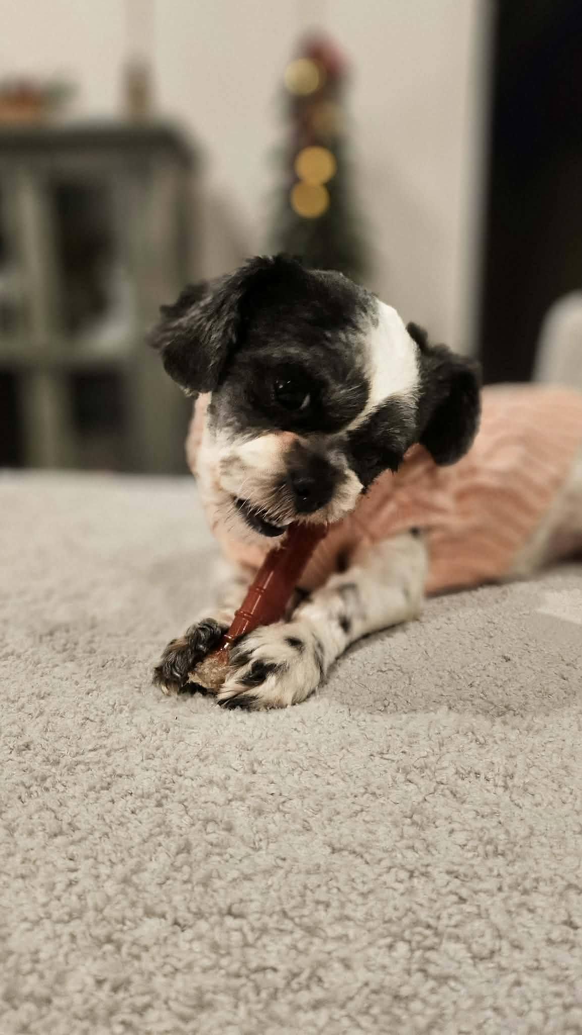 Enlarge Zoe, a ADOPTABLE Shih Tzu in Monroe, NC image 5/5