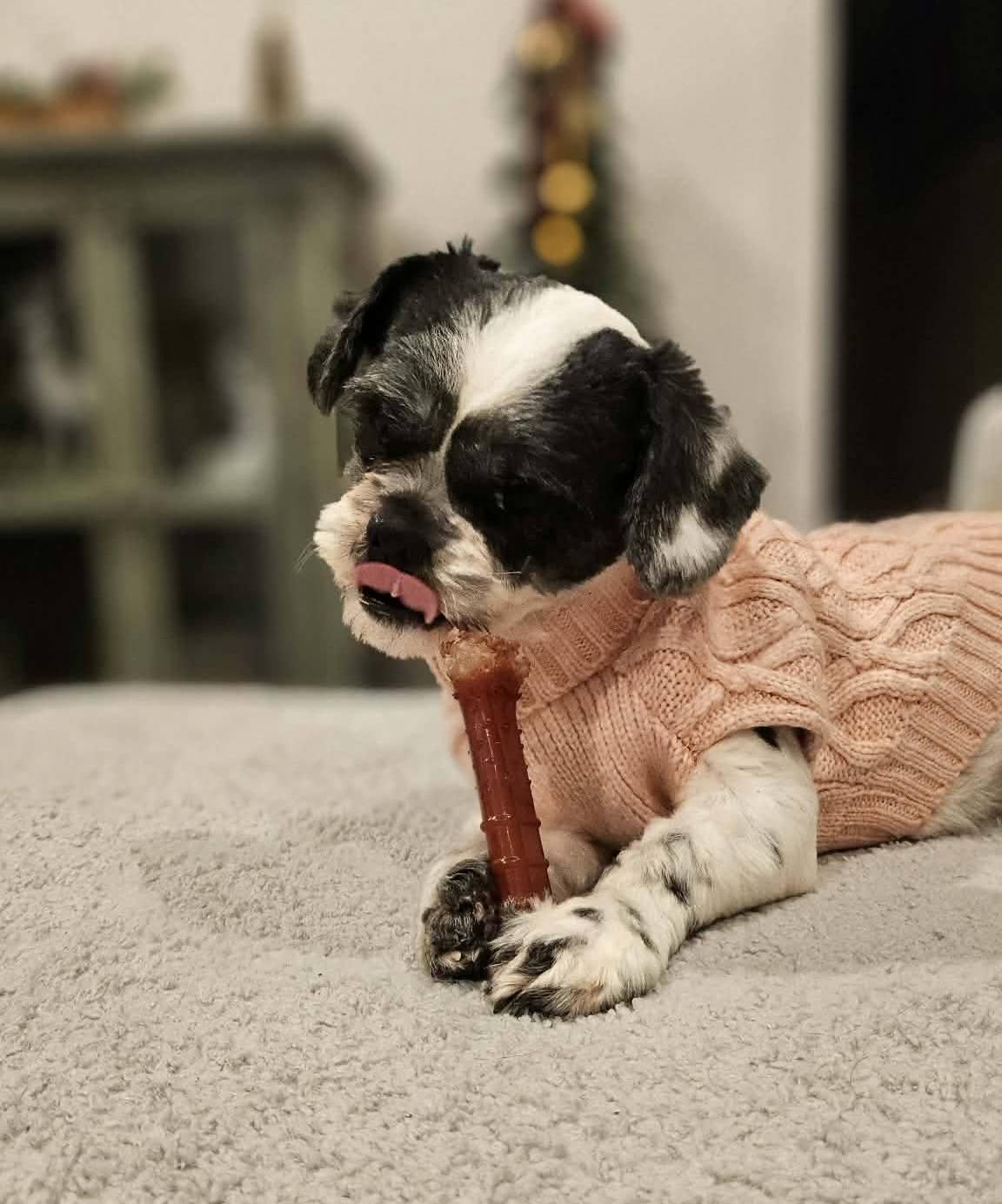 Enlarge Zoe, a ADOPTABLE Shih Tzu in Monroe, NC image 1/5