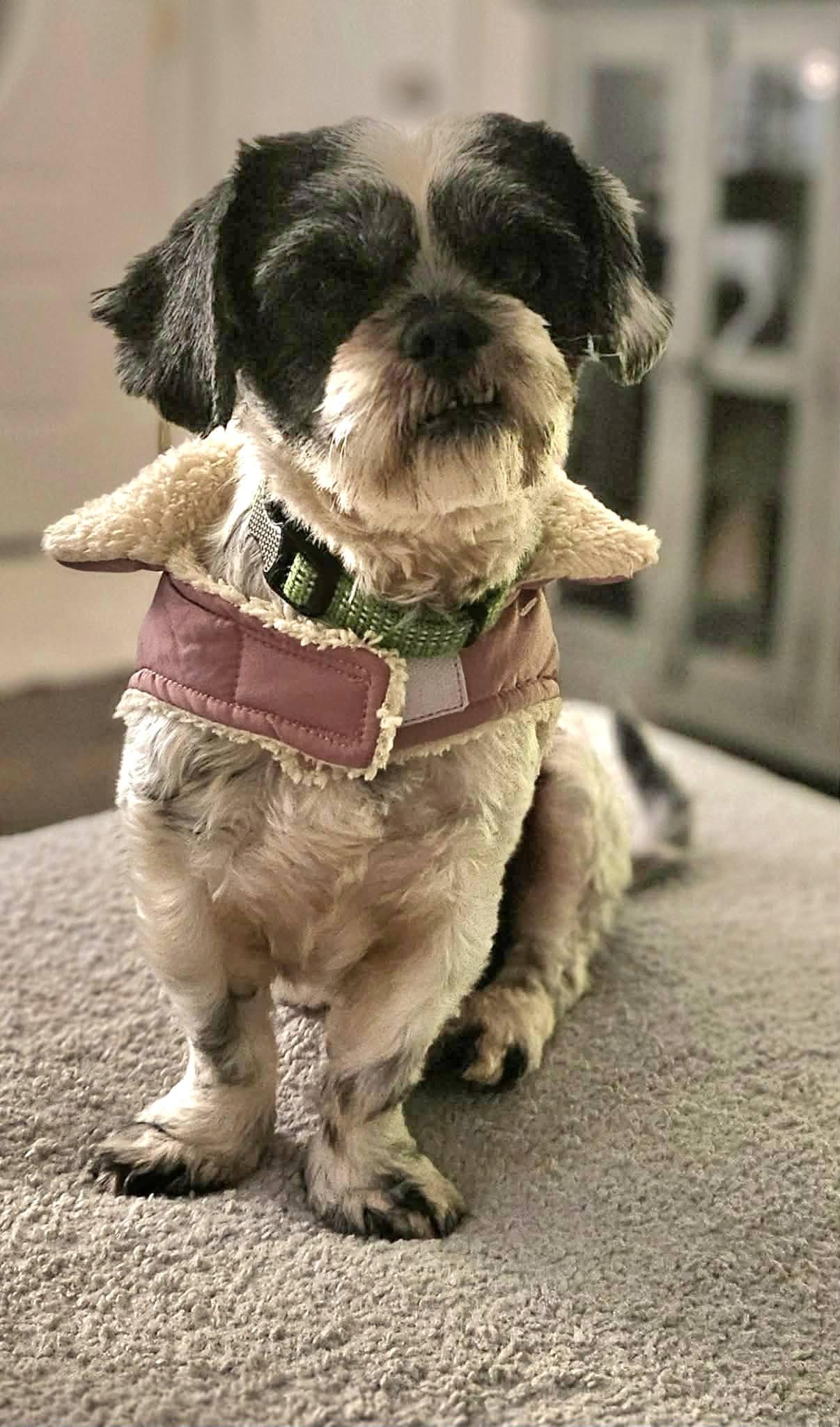 Enlarge Zoe, a ADOPTABLE Shih Tzu in Monroe, NC image 3/5