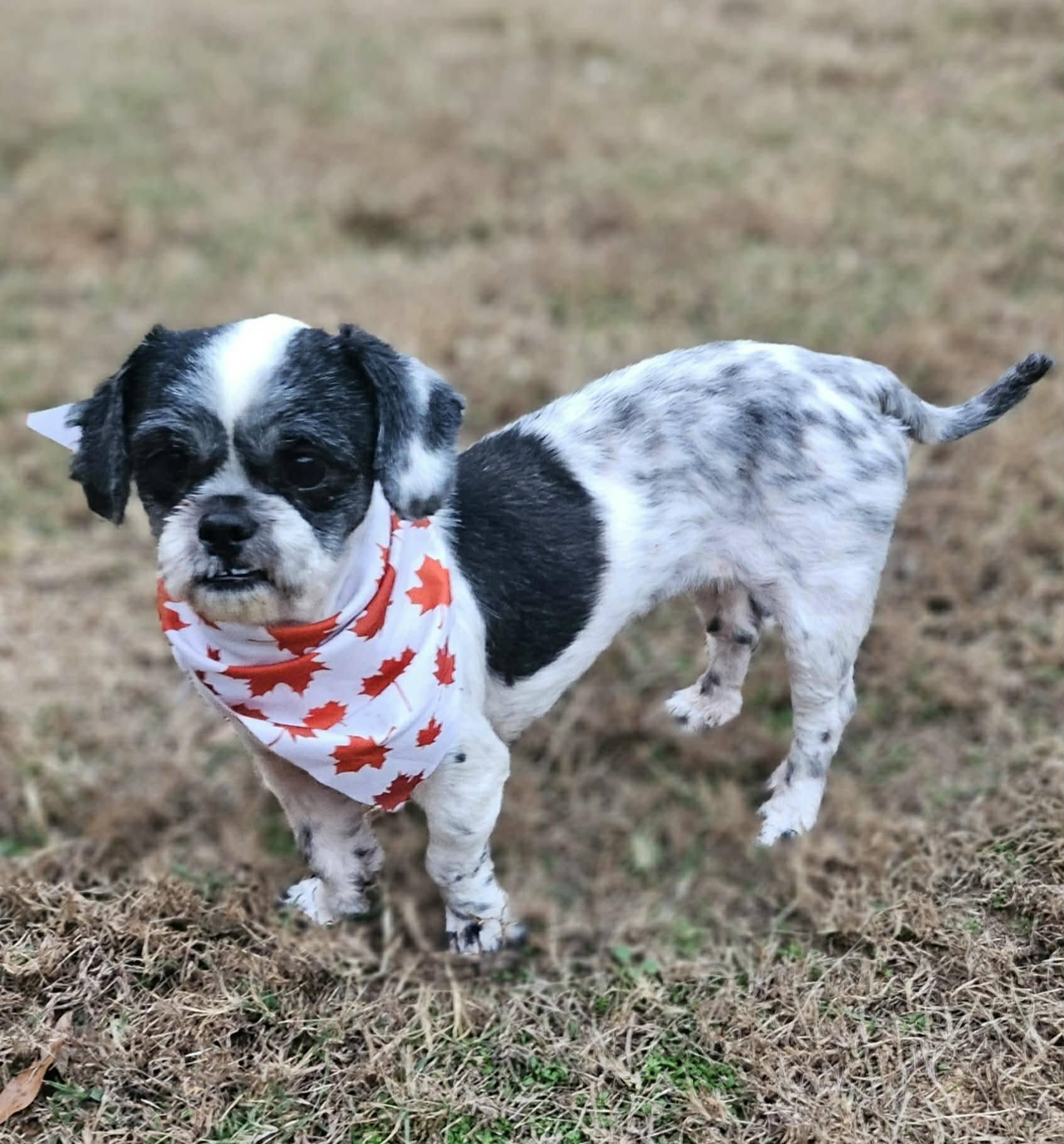 Enlarge Zoe, a ADOPTABLE Shih Tzu in Monroe, NC image 2/5