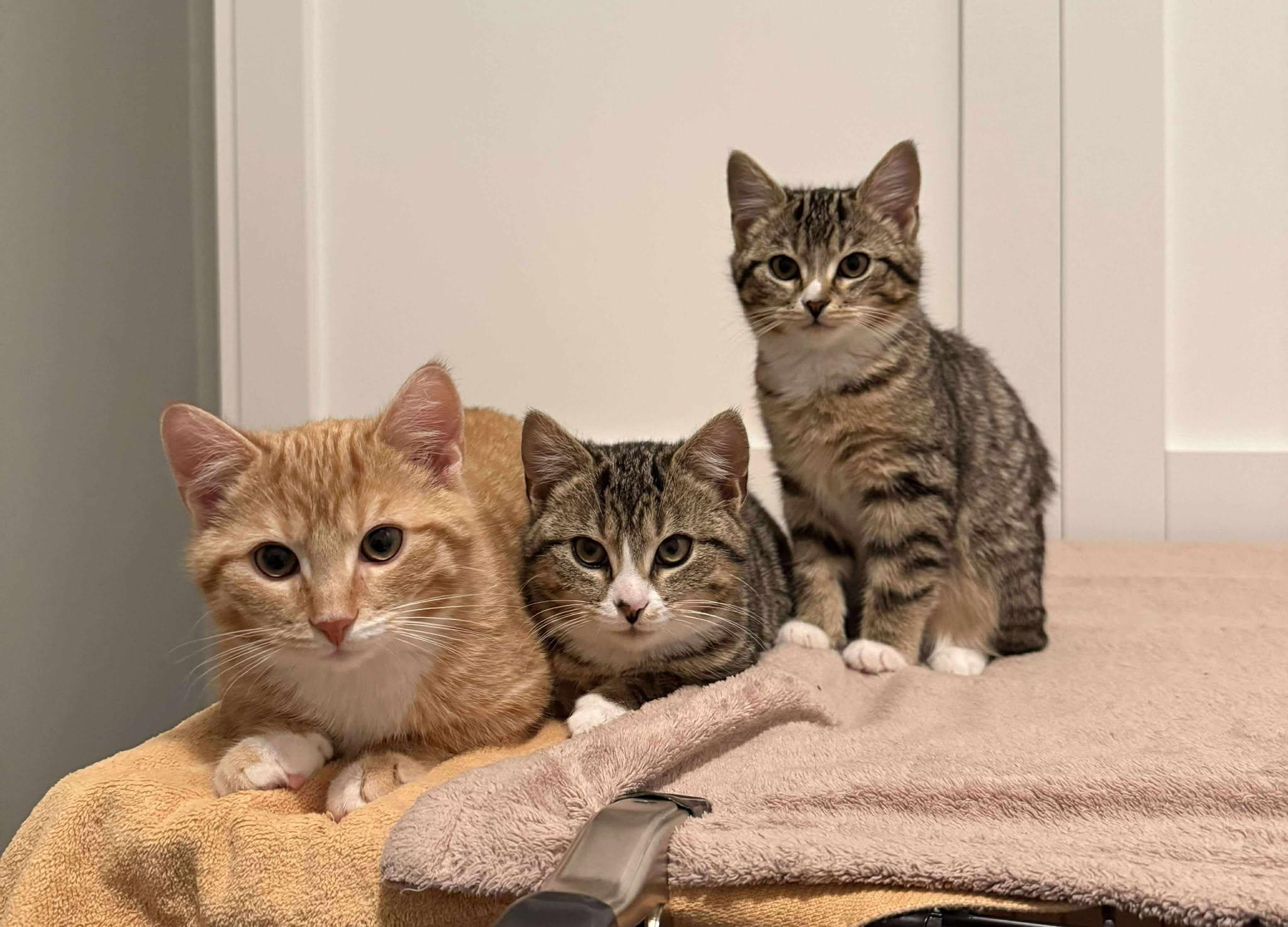 Enlarge 2 Cheeses, an adopted Domestic Short Hair in Roslindale, MA image 2/4