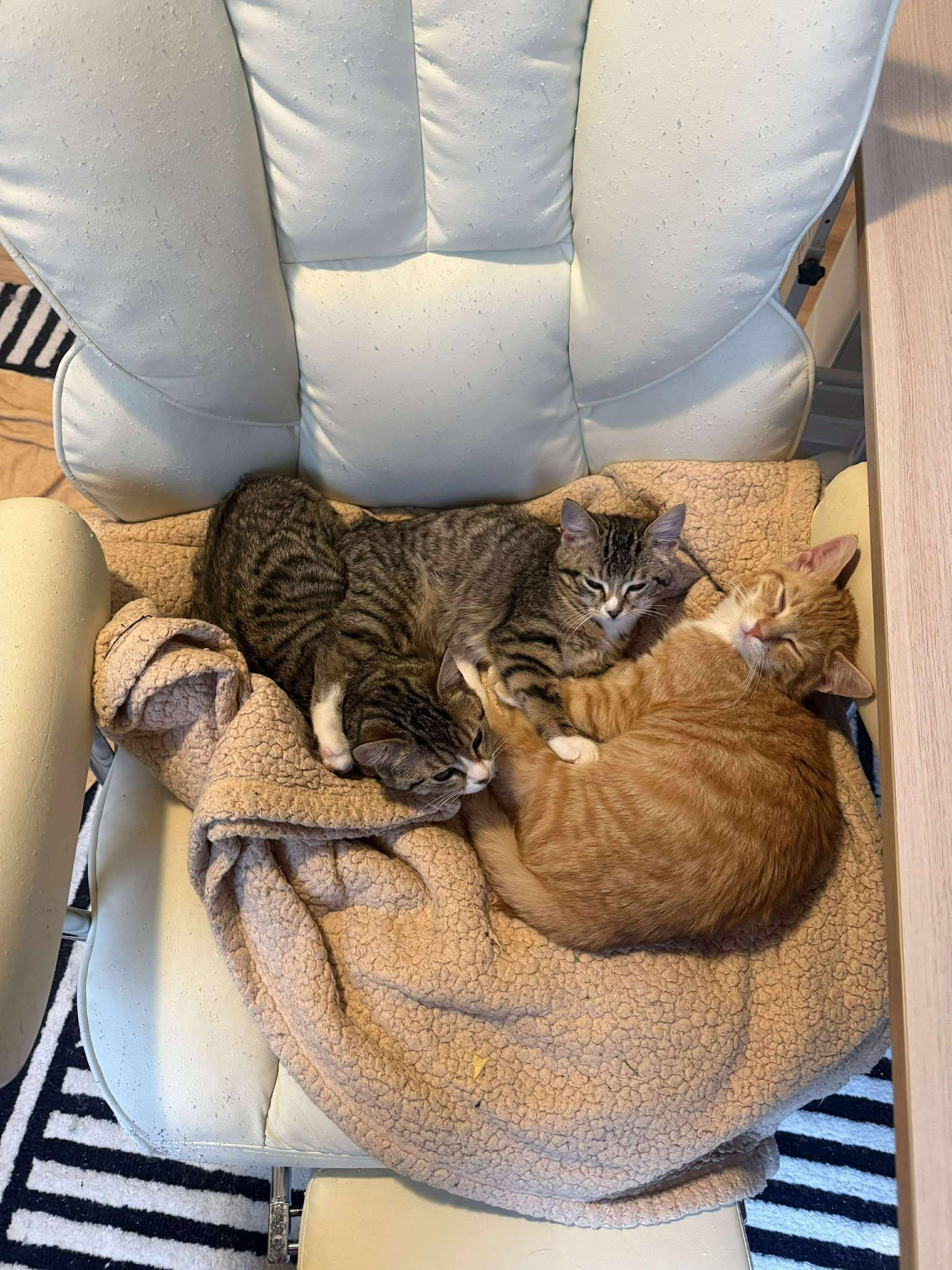 Enlarge 2 Cheeses, an adopted Domestic Short Hair in Roslindale, MA image 4/4