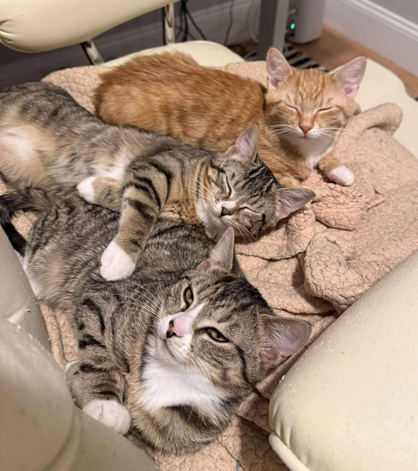 3 Cheeses, ADOPTABLE, Kitten Female Domestic Short Hair.