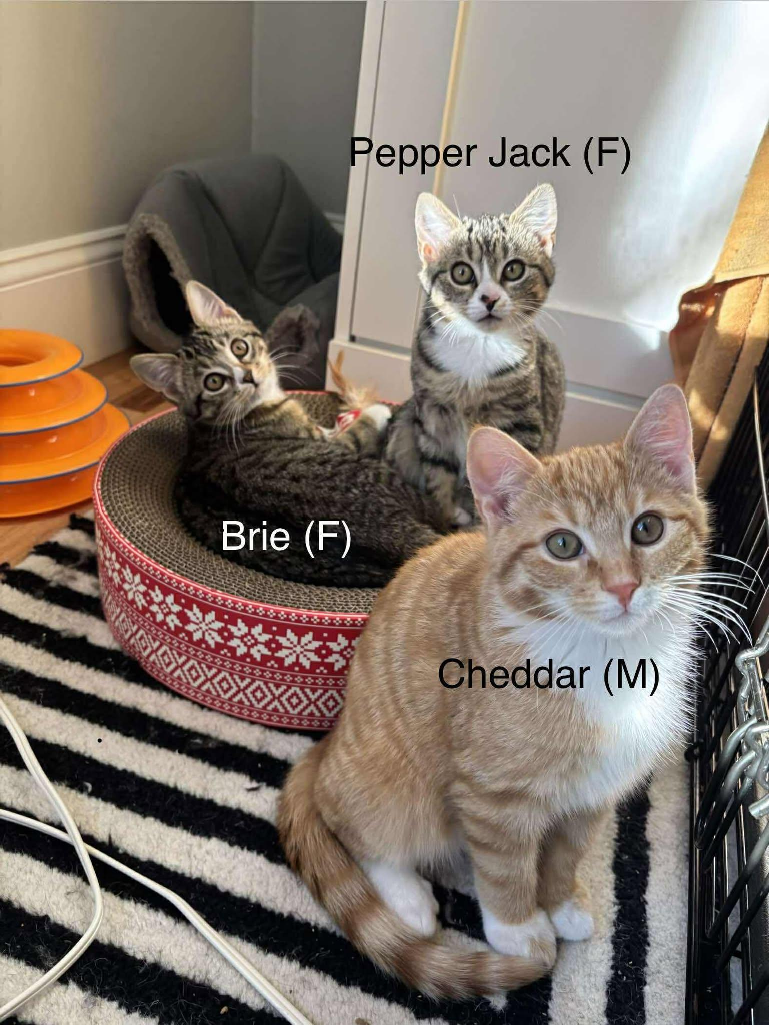 Enlarge 2 Cheeses, an adopted Domestic Short Hair in Roslindale, MA image 3/4