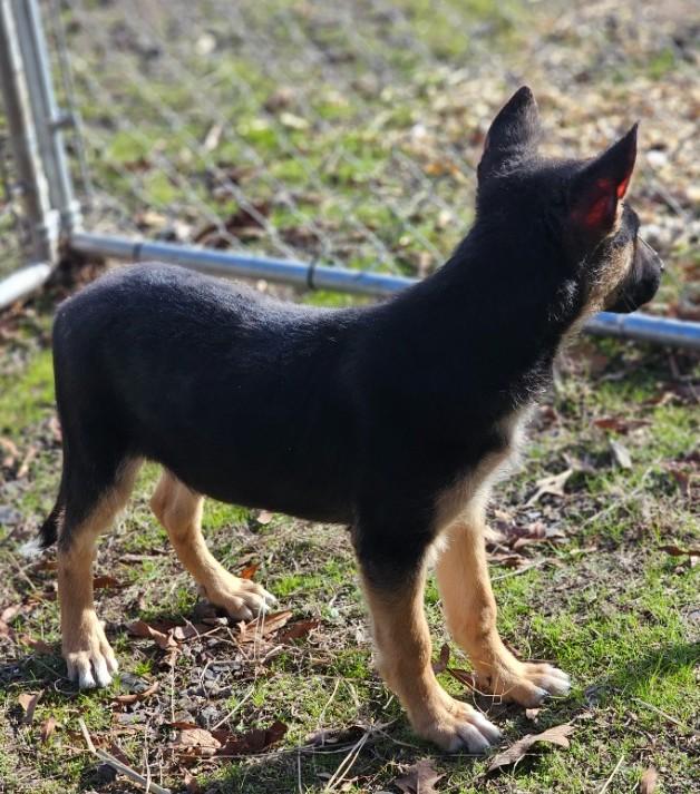 Bryn, adopted, Puppy Male Husky & German Shepherd Dog.