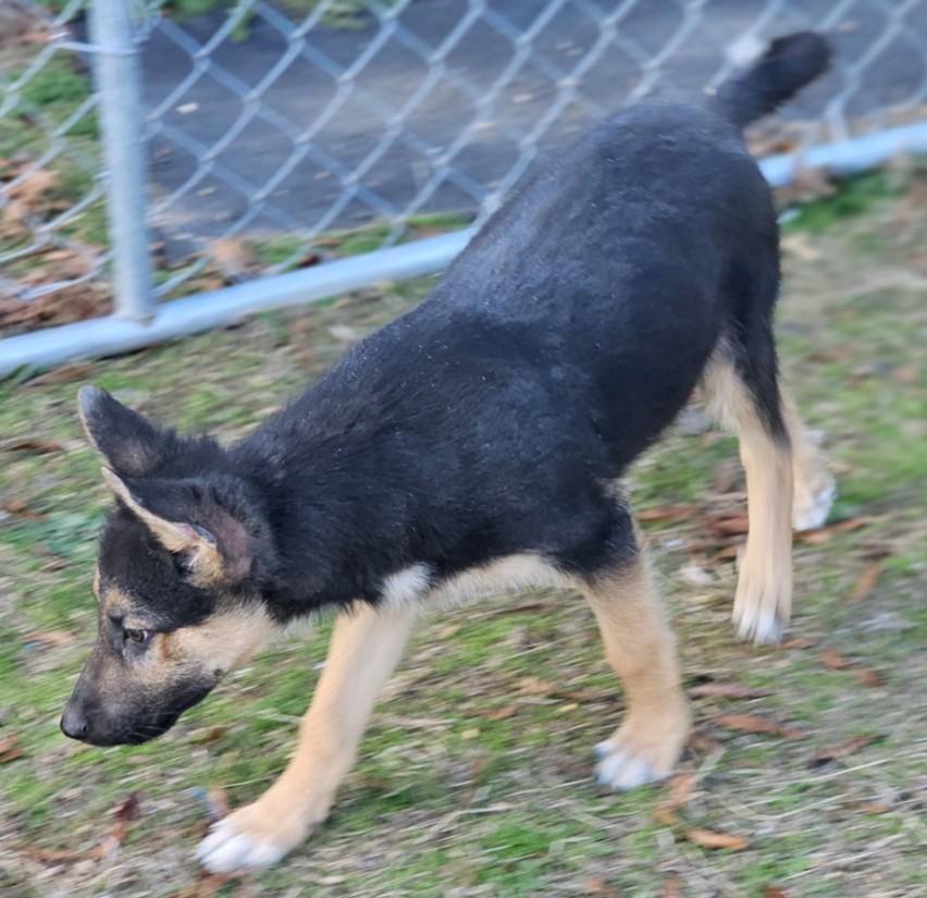Enlarge Bryn, an adopted mixed breed in Enfield , CT image 2/4