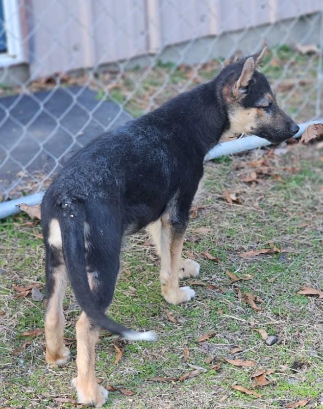 Enlarge Bryn, an adopted mixed breed in Enfield , CT image 3/4