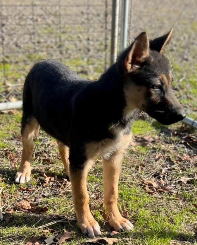 Enlarge Bryn, an adopted mixed breed in Enfield , CT image 4/4