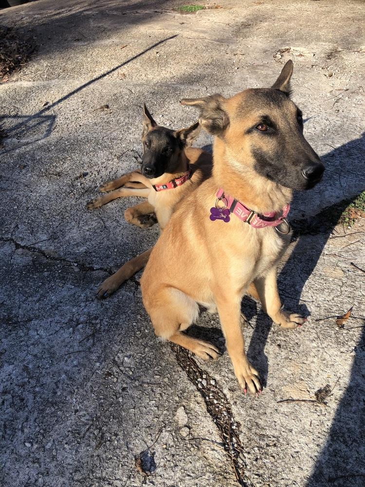 Calvin - located in GA, a Adoptable Belgian Shepherd / Malinois in Imlay City, MI image 1/3