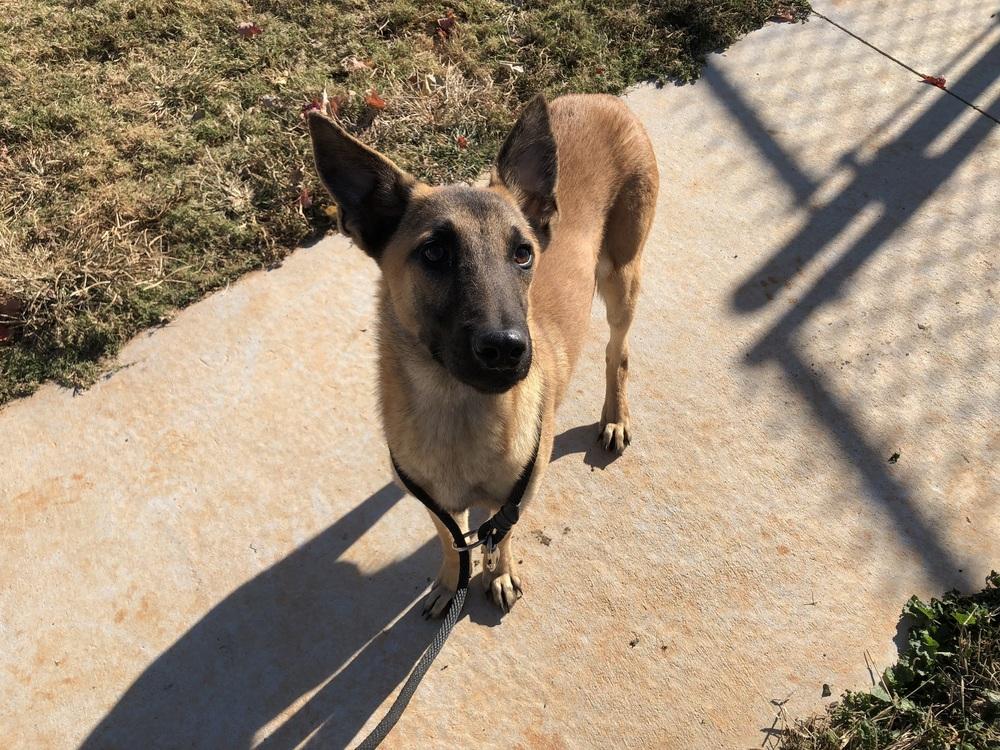 Calvin - located in GA, a Adoptable Belgian Shepherd / Malinois in Imlay City, MI image 2/3
