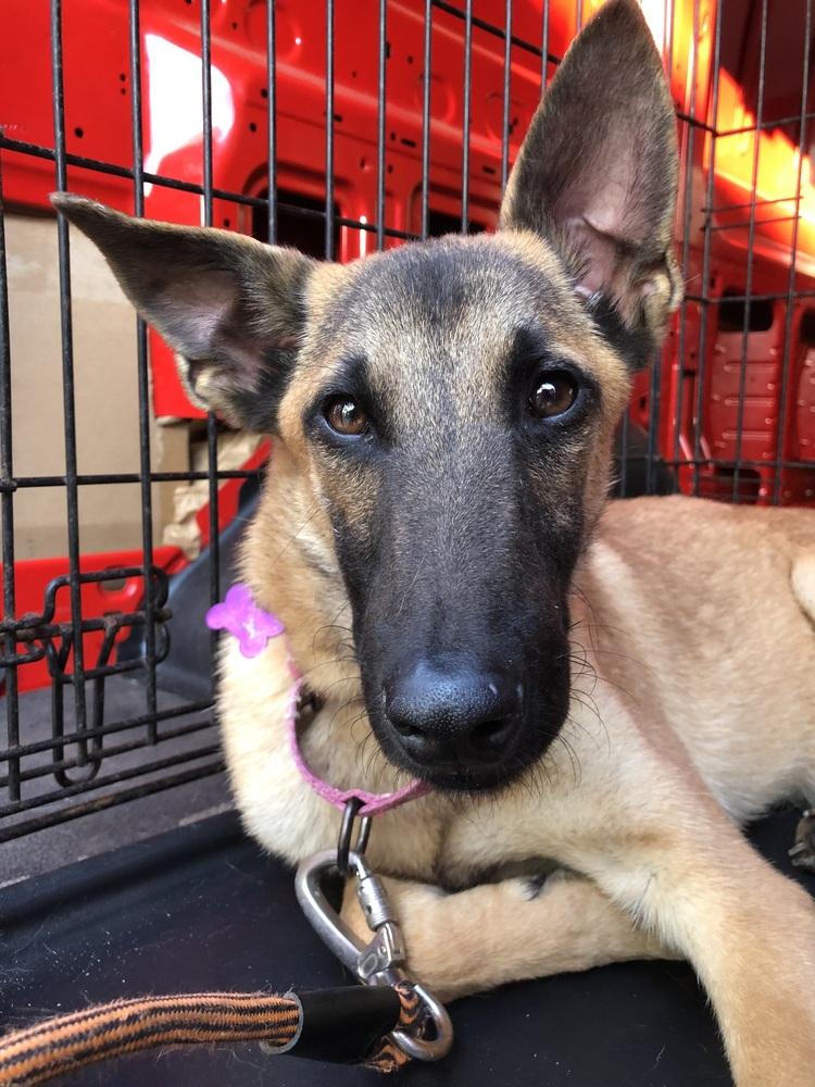 Calvin - located in GA, a Adoptable Belgian Shepherd / Malinois in Imlay City, MI image 3/3