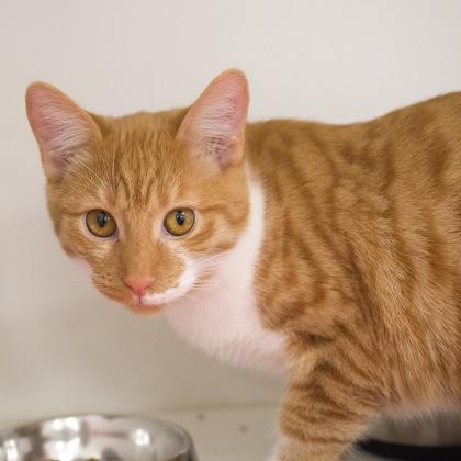 Viola, a Adoptable Domestic Short Hair in Verona, WI image 1/3