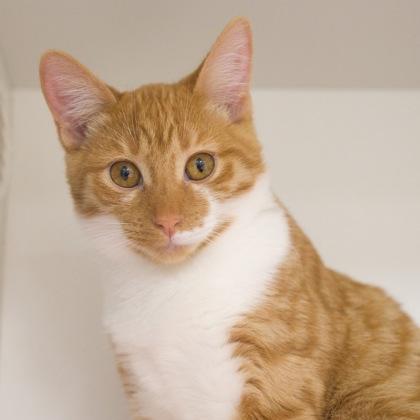 Viola, Adoptable, Kitten Female Domestic Short Hair & Domestic Short Hair.