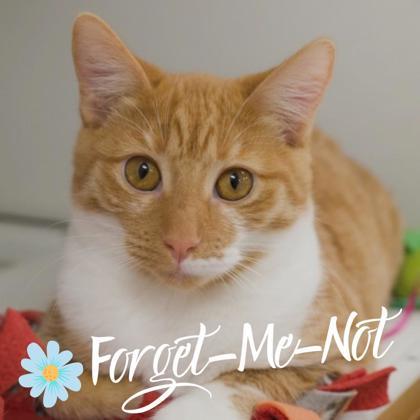 Viola, Adoptable, Kitten Female Domestic Short Hair & Domestic Short Hair.